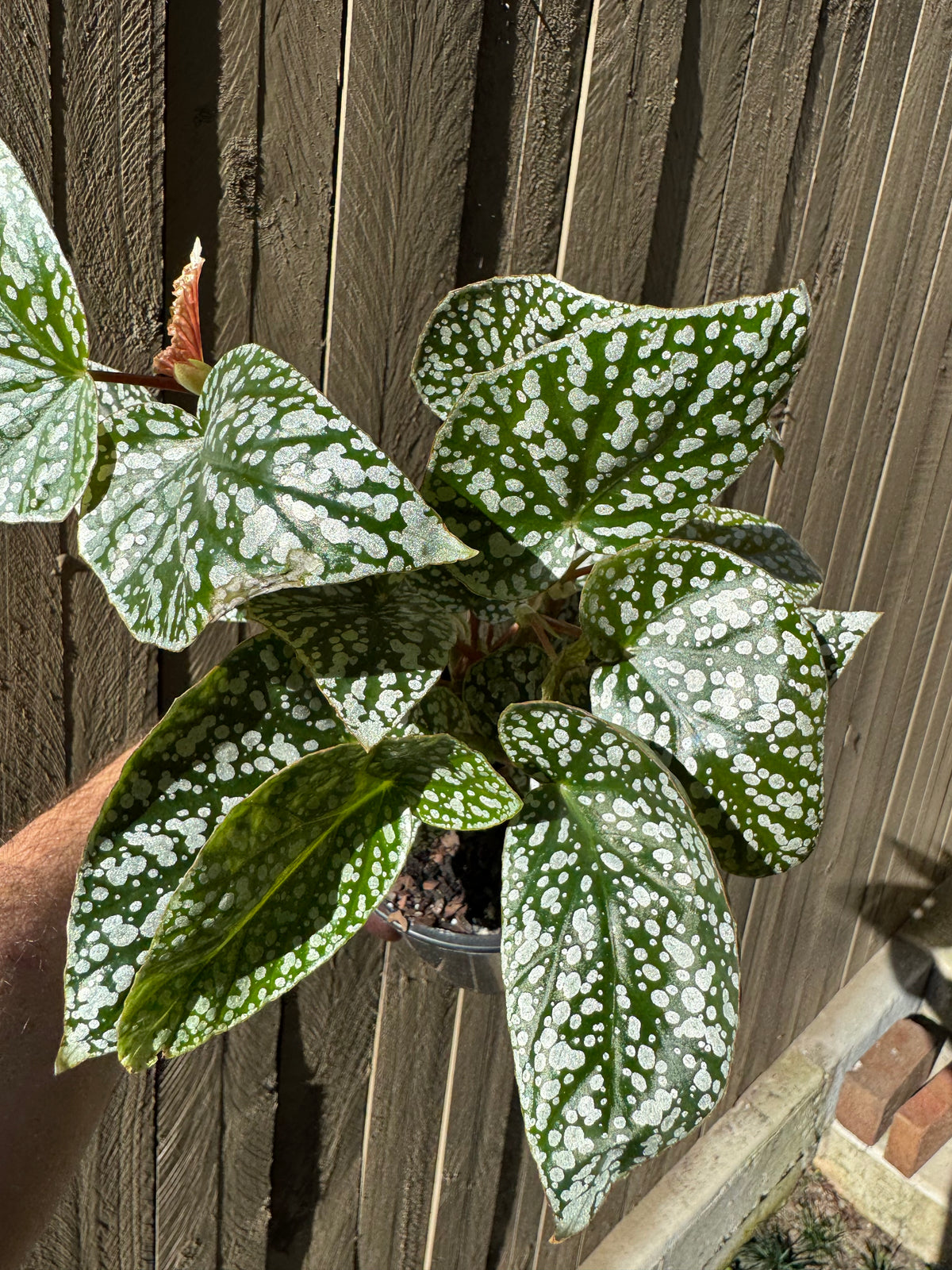 Angel Wing Begonia