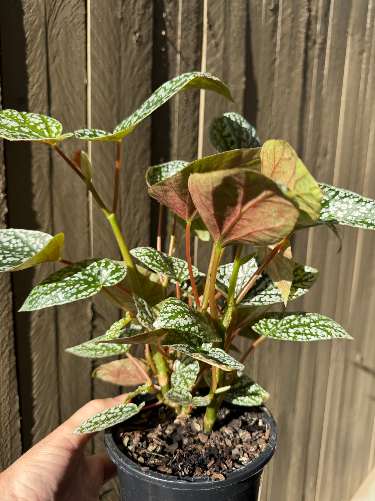 Angel Wing Begonia