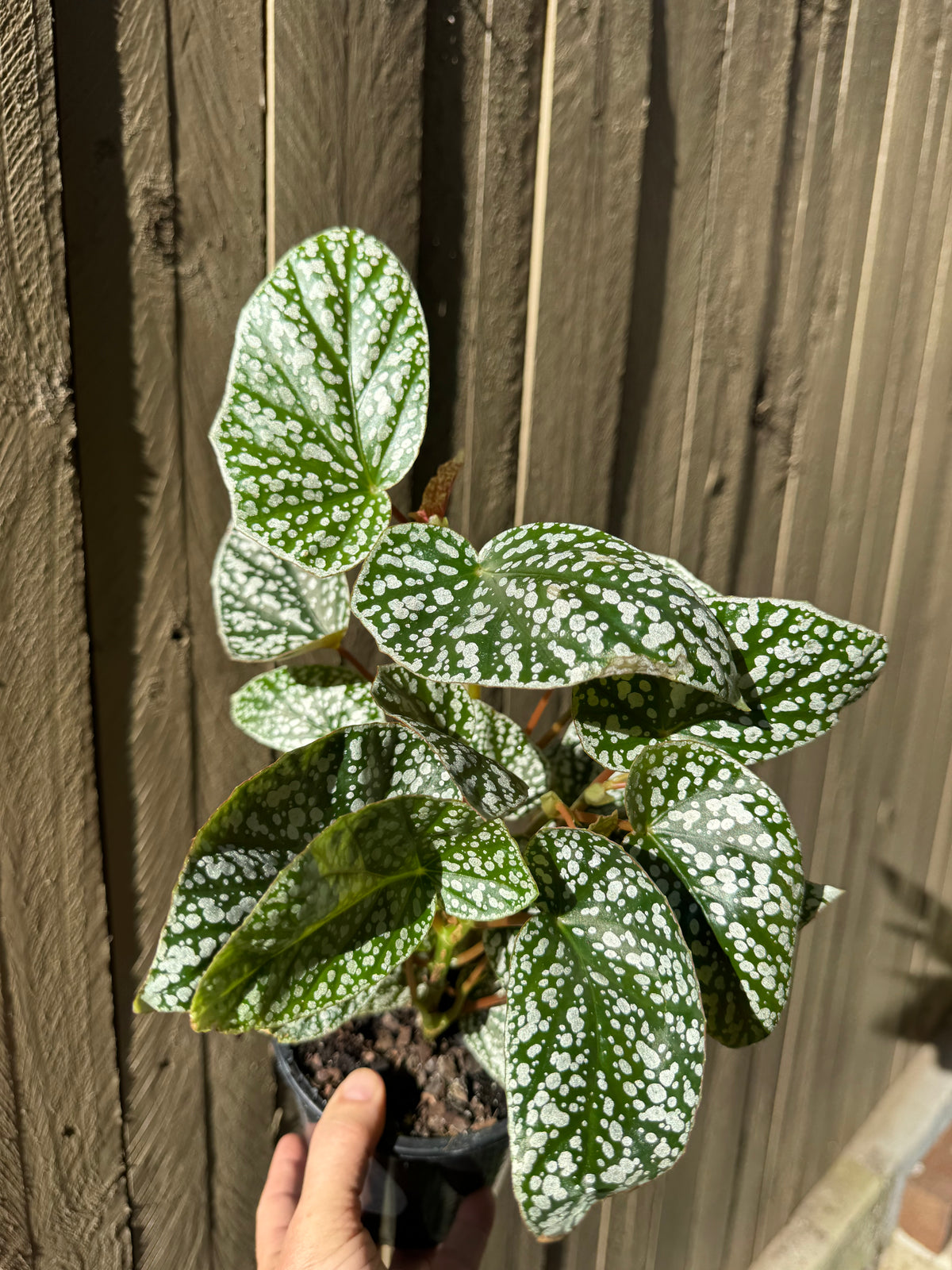 Angel Wing Begonia