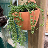 Terracotta hanging pot