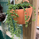 Terracotta hanging pot