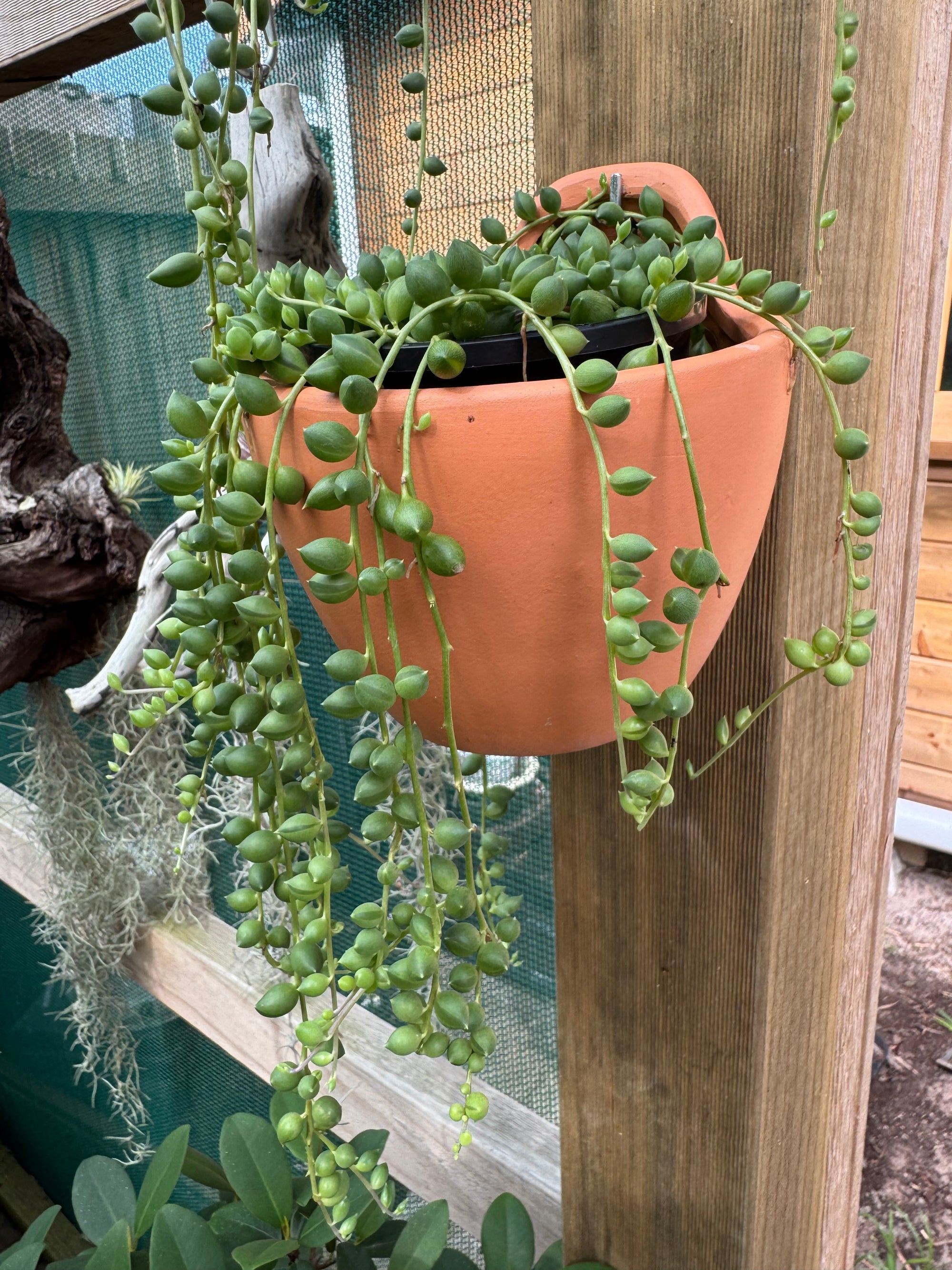 Terracotta hanging pot