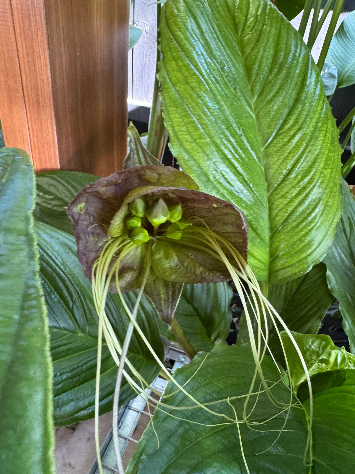 Black Bat Plant