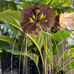 Black Bat Plant