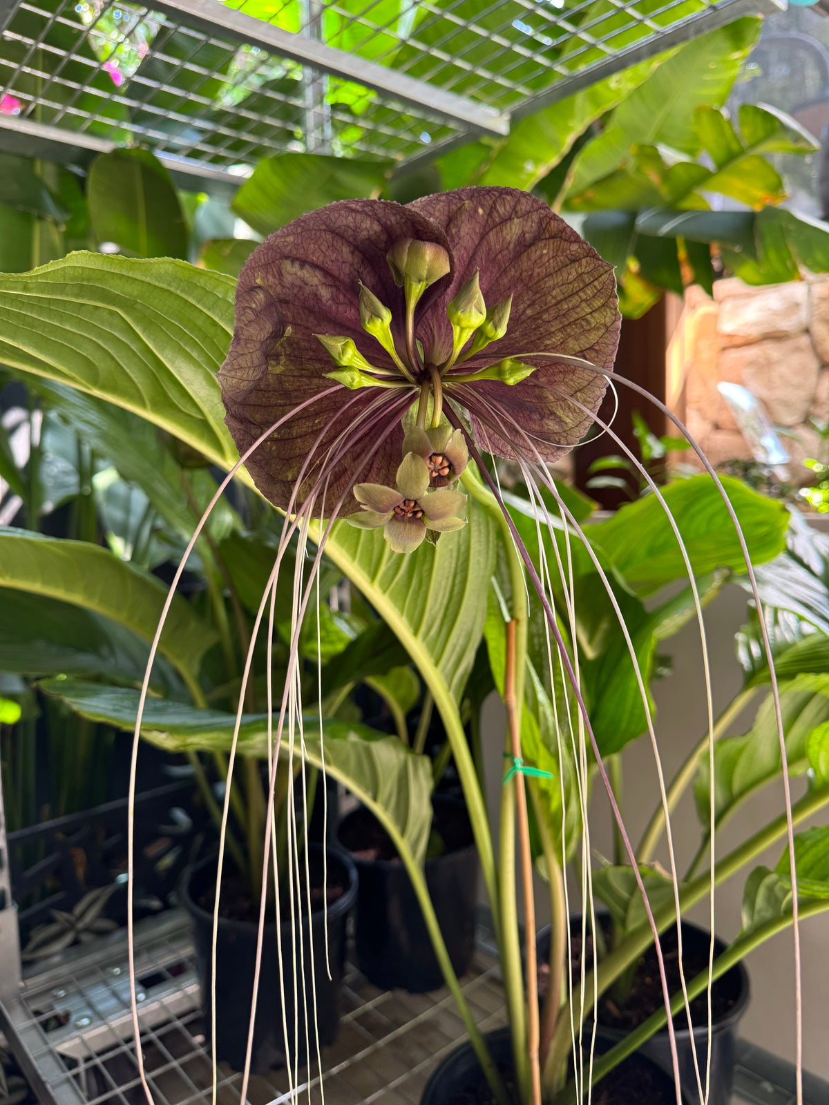 Black Bat Plant