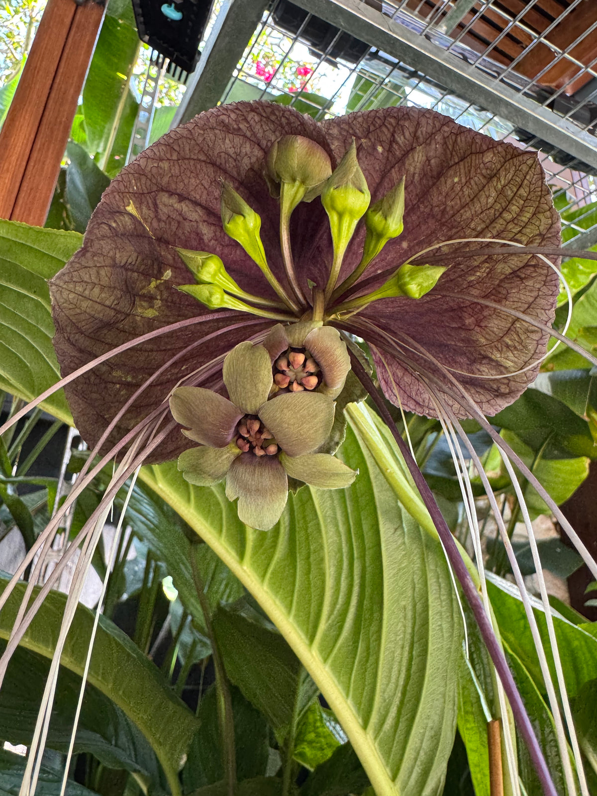 Black Bat Plant