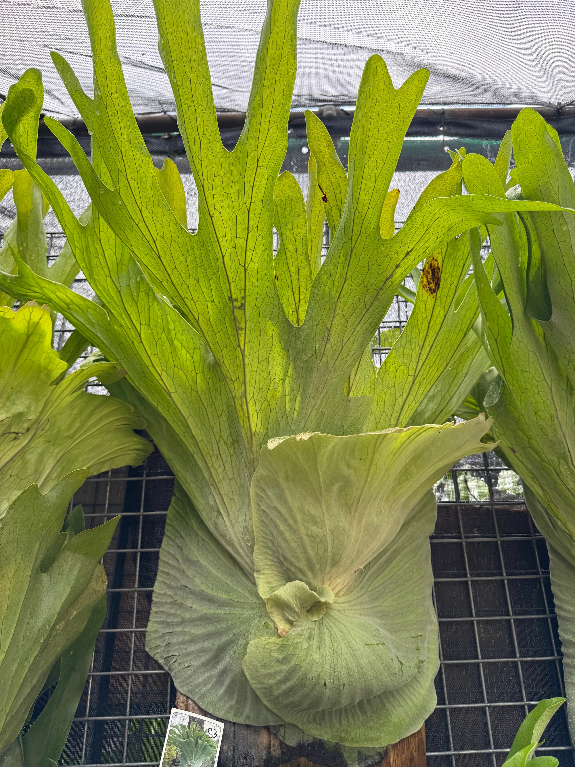 Staghorn Fern (Platycerium superbum)