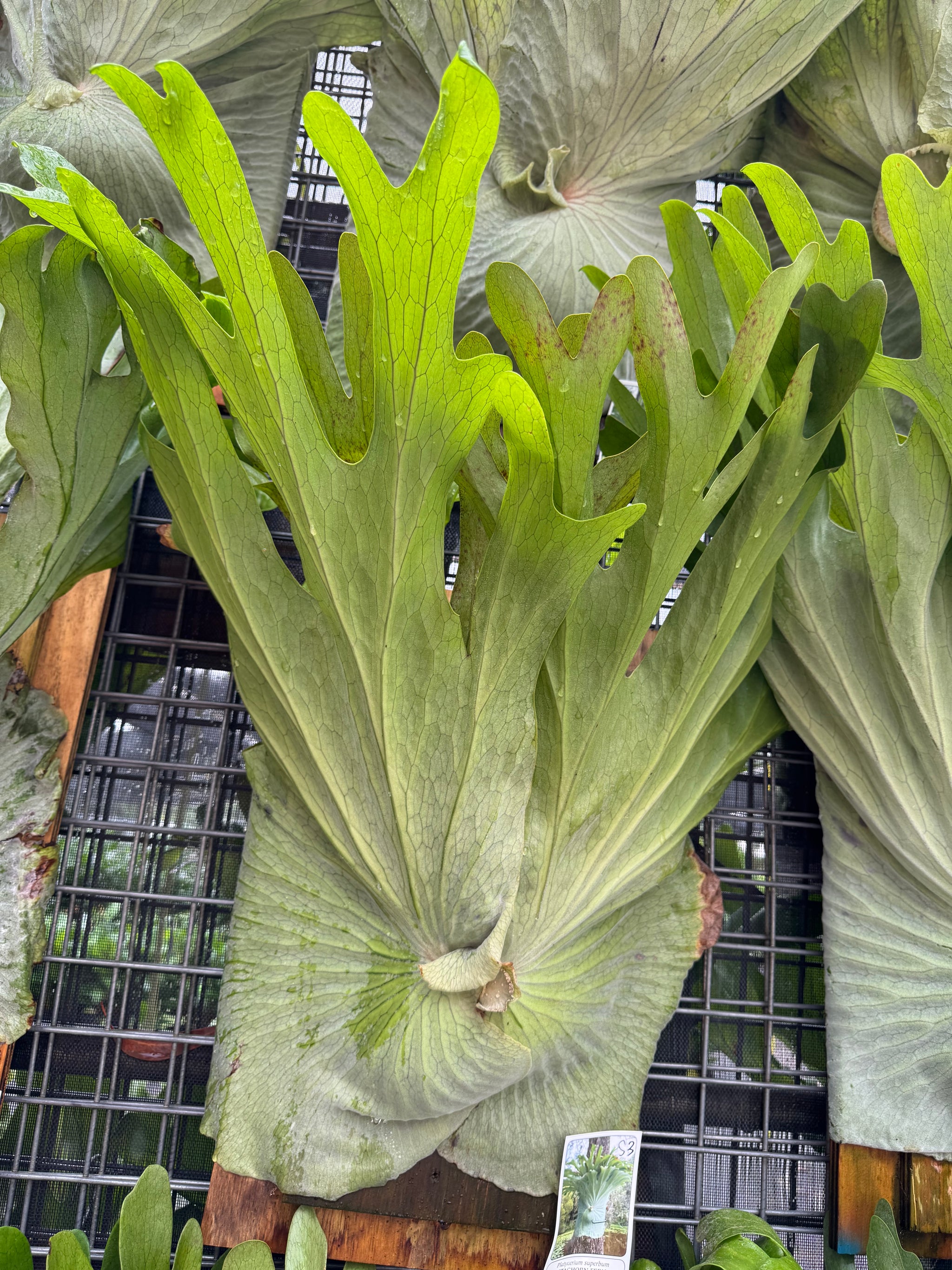 Staghorn Fern (Platycerium superbum)