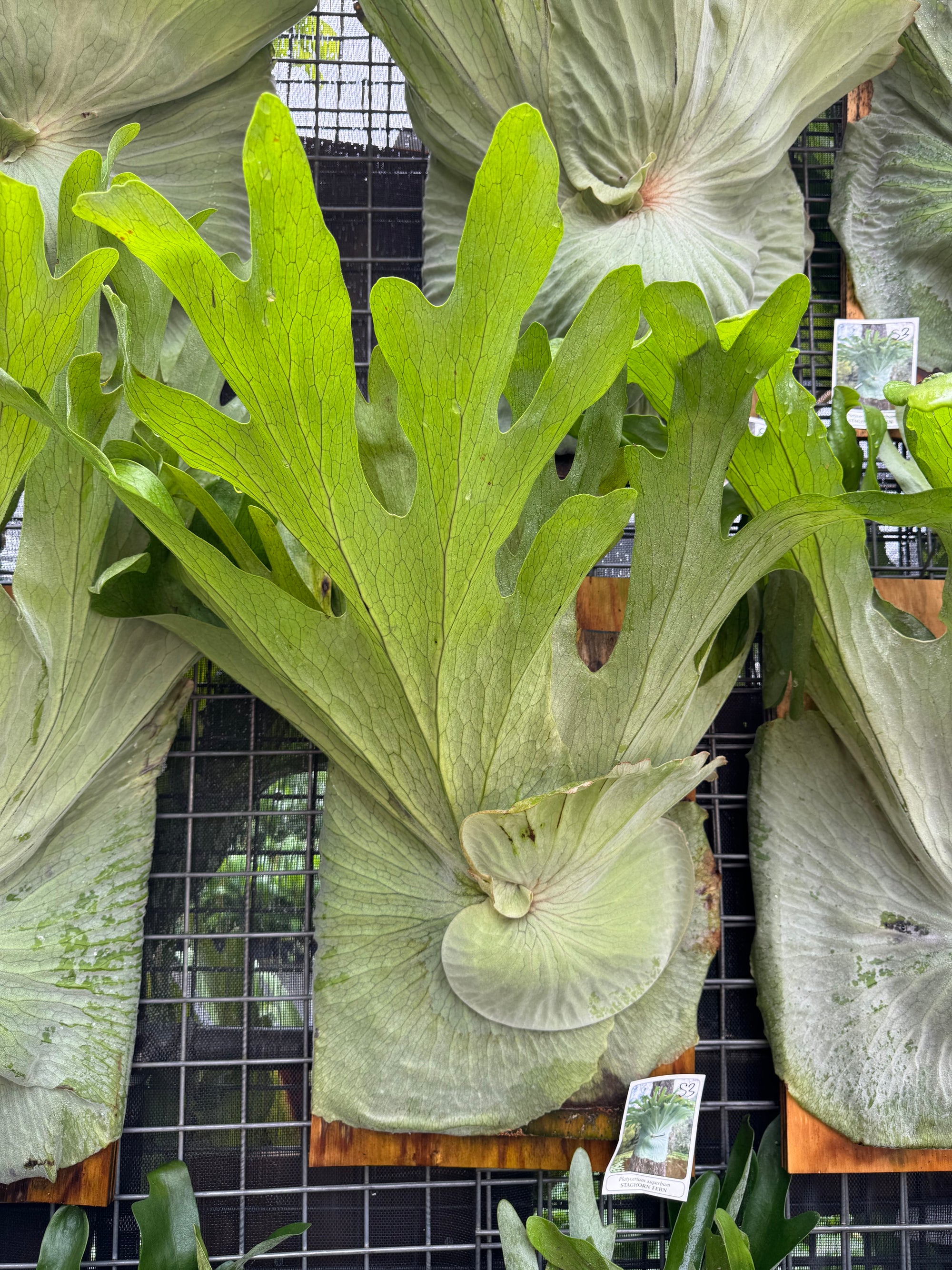 Staghorn Fern (Platycerium superbum)