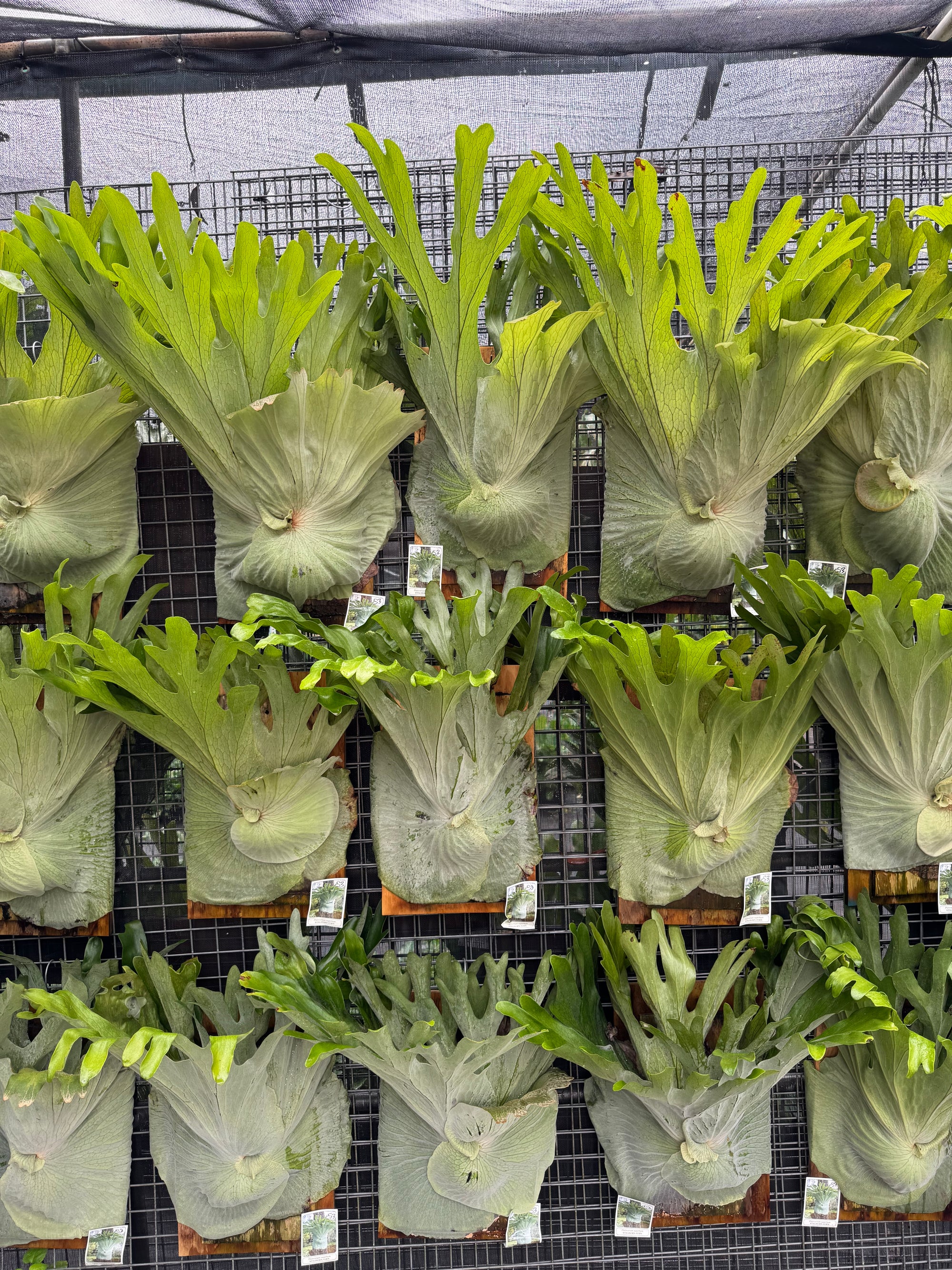 Staghorn Fern (Platycerium superbum)