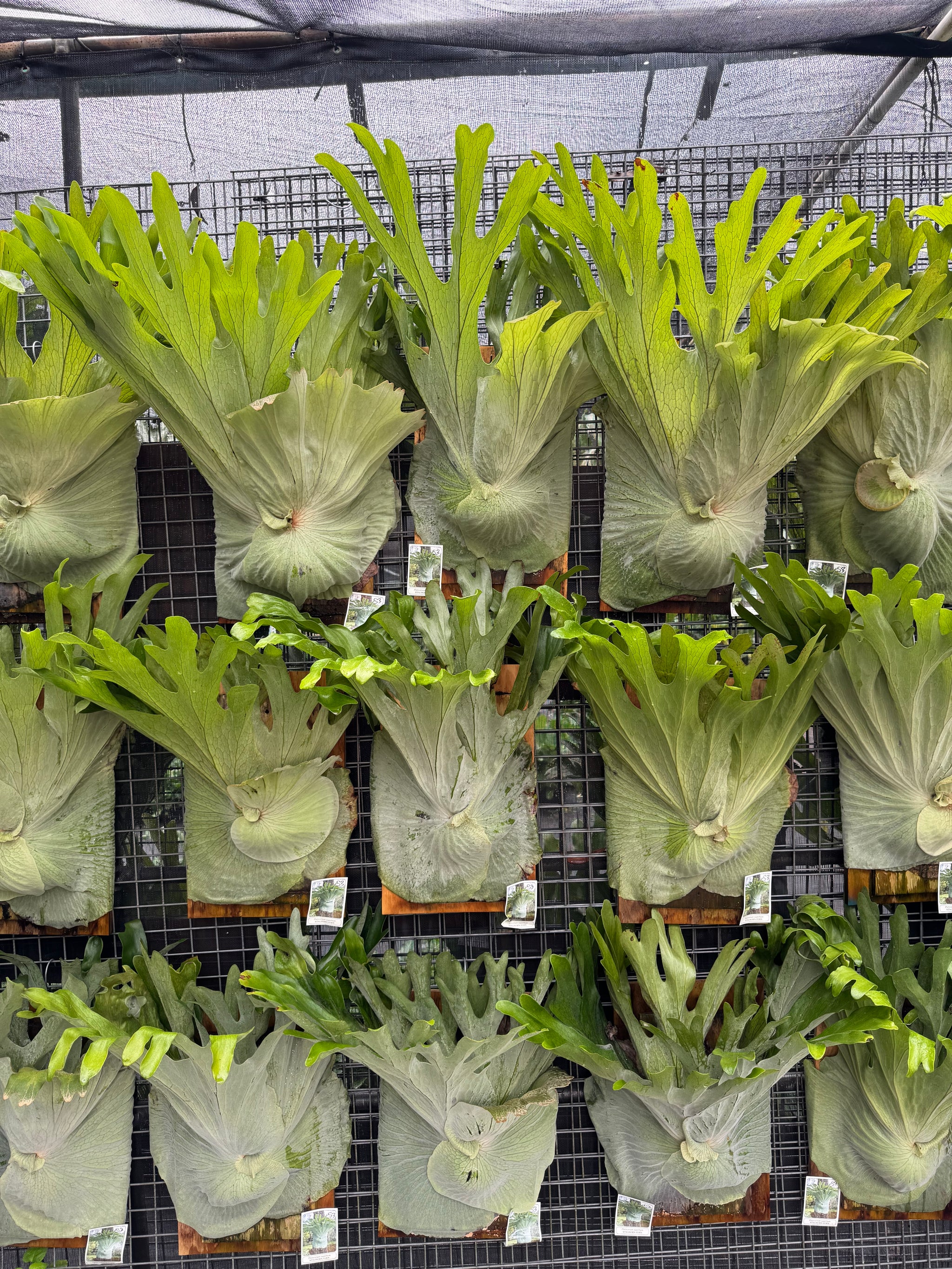 Staghorn Fern (Platycerium superbum)
