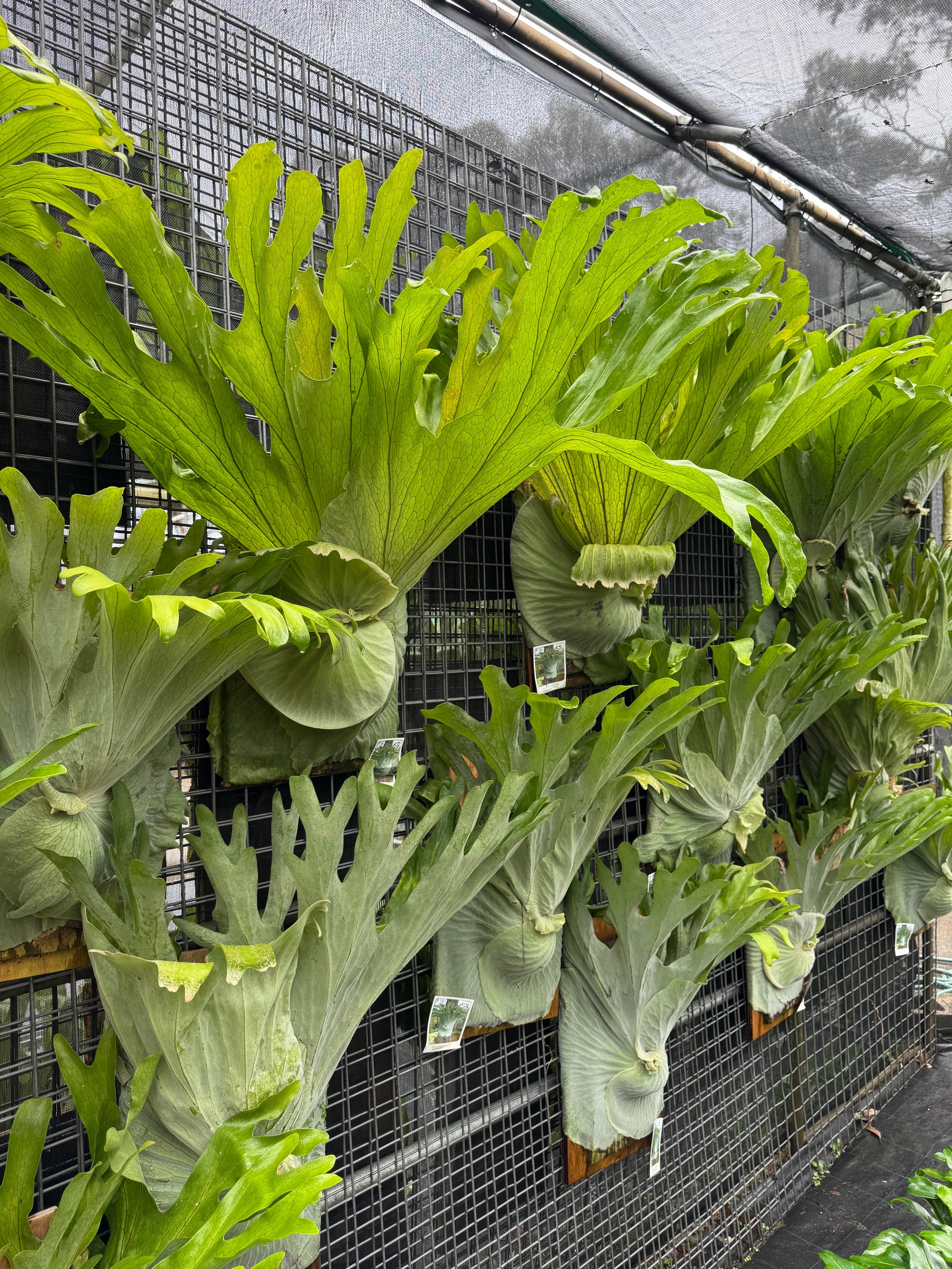 Staghorn Fern (Platycerium superbum)