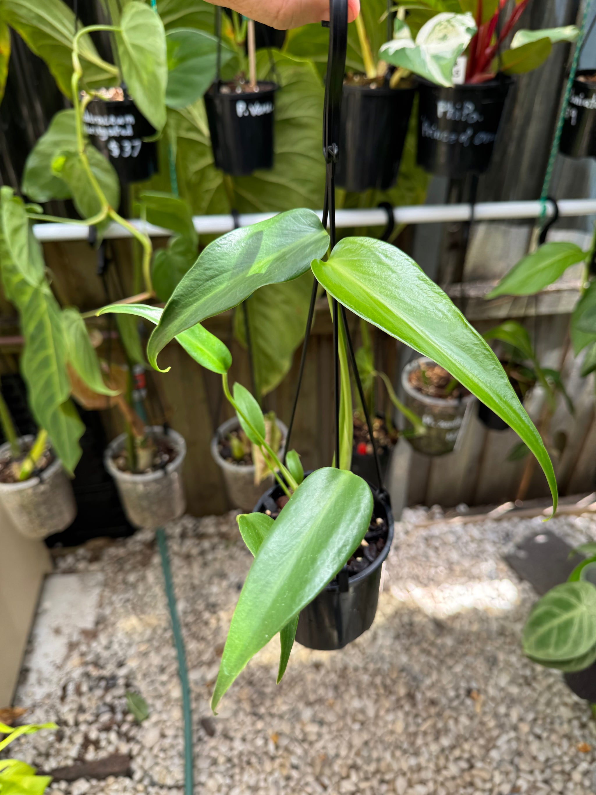 Monstera 'Burle Marx' Flame