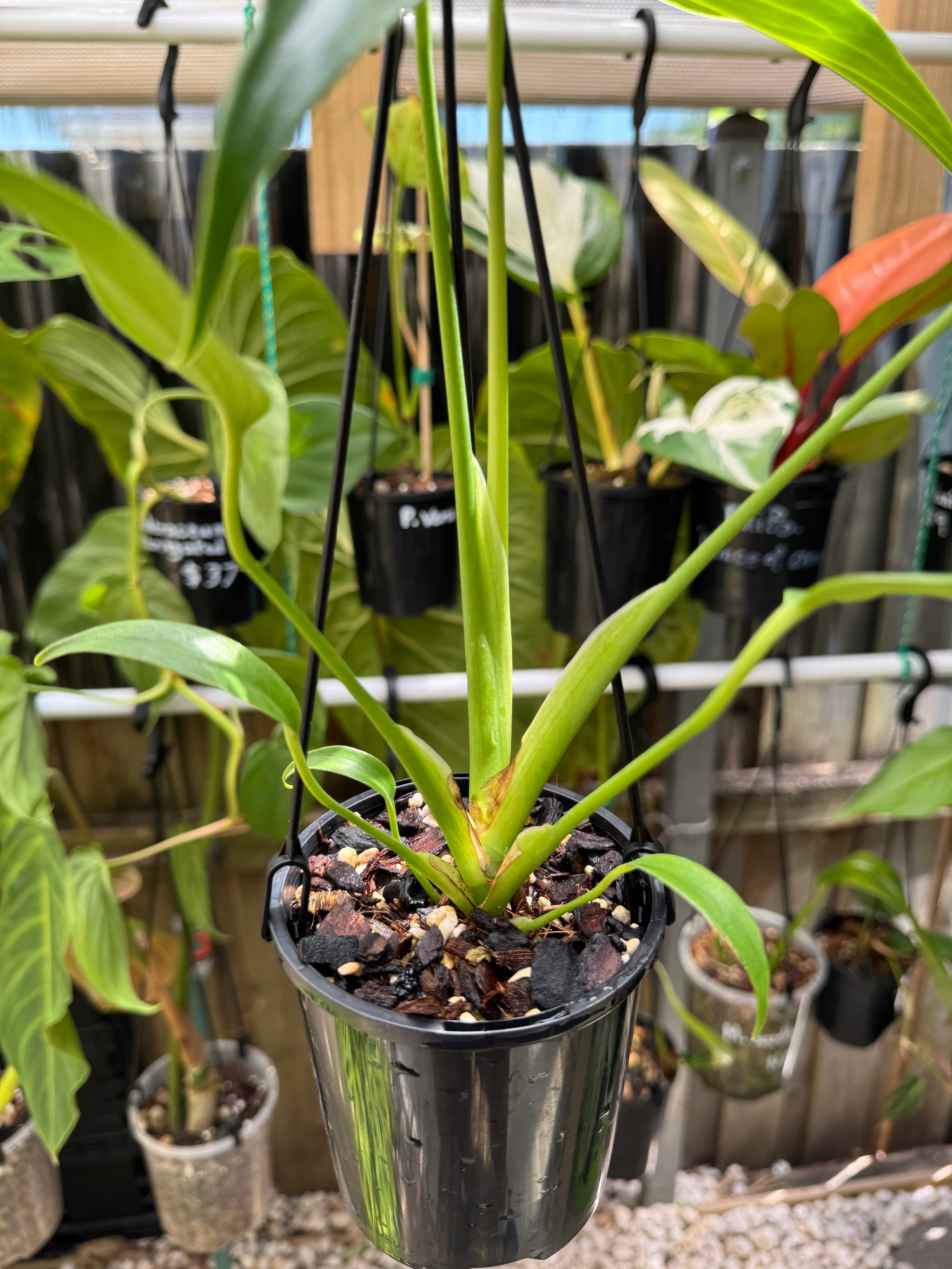 Monstera 'Burle Marx' Flame