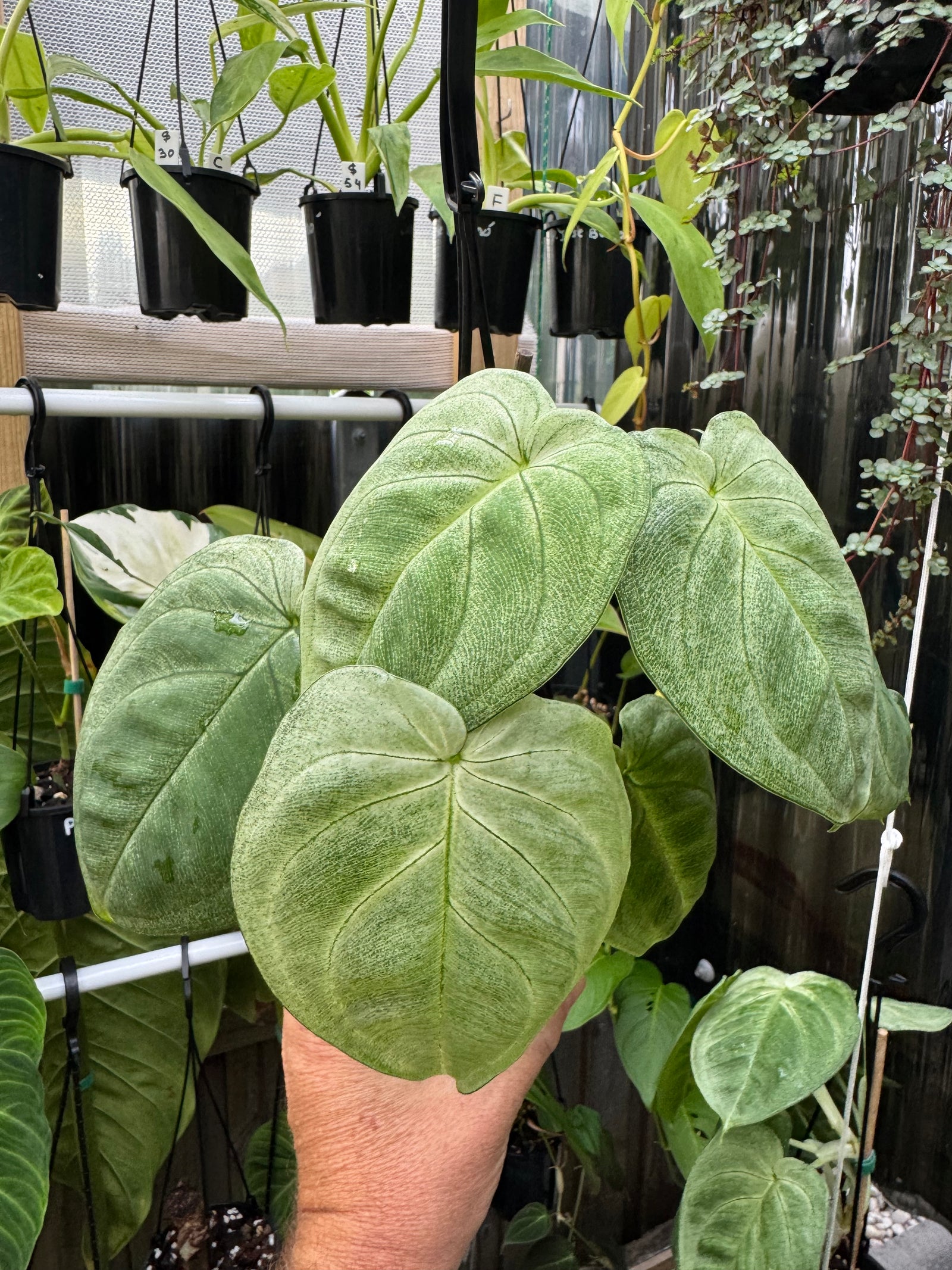 Syngonium 'Frosted'