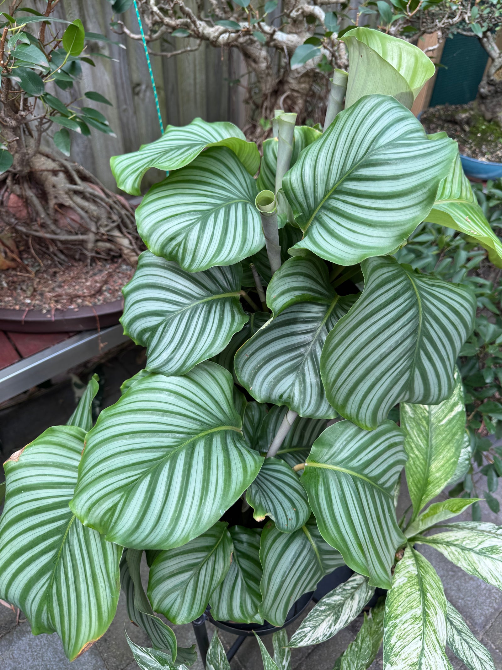 Calathea orbifolia - Large