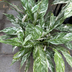 Peace Lilly 'Domino'