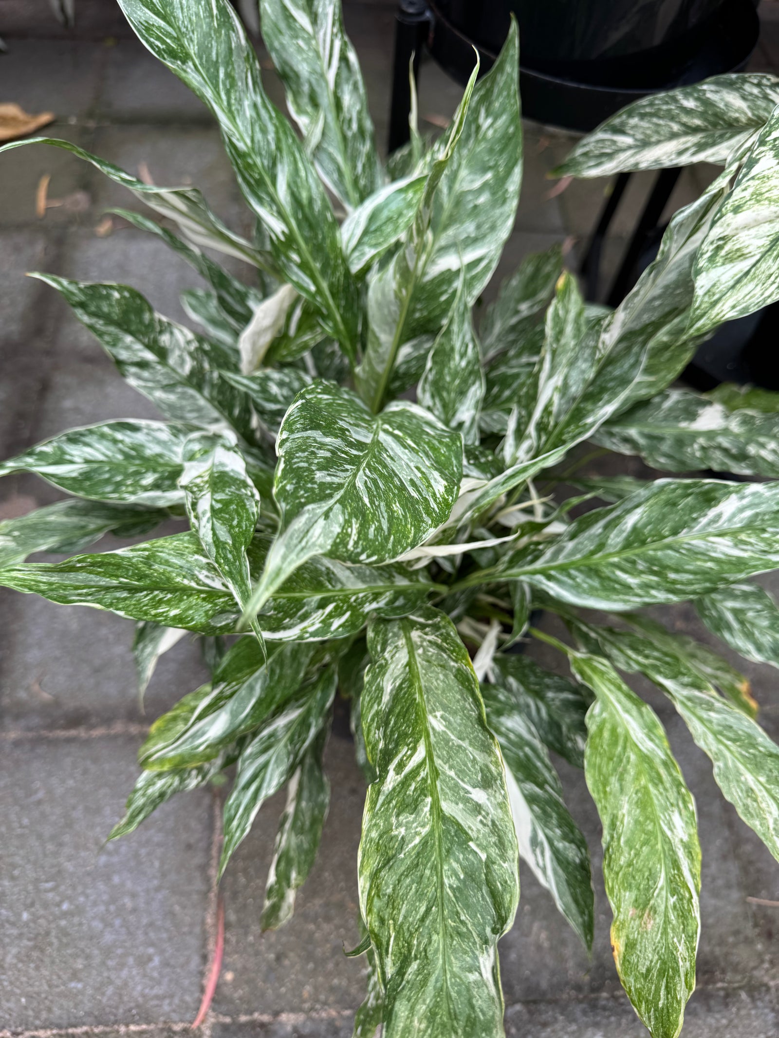 Peace Lilly 'Domino'