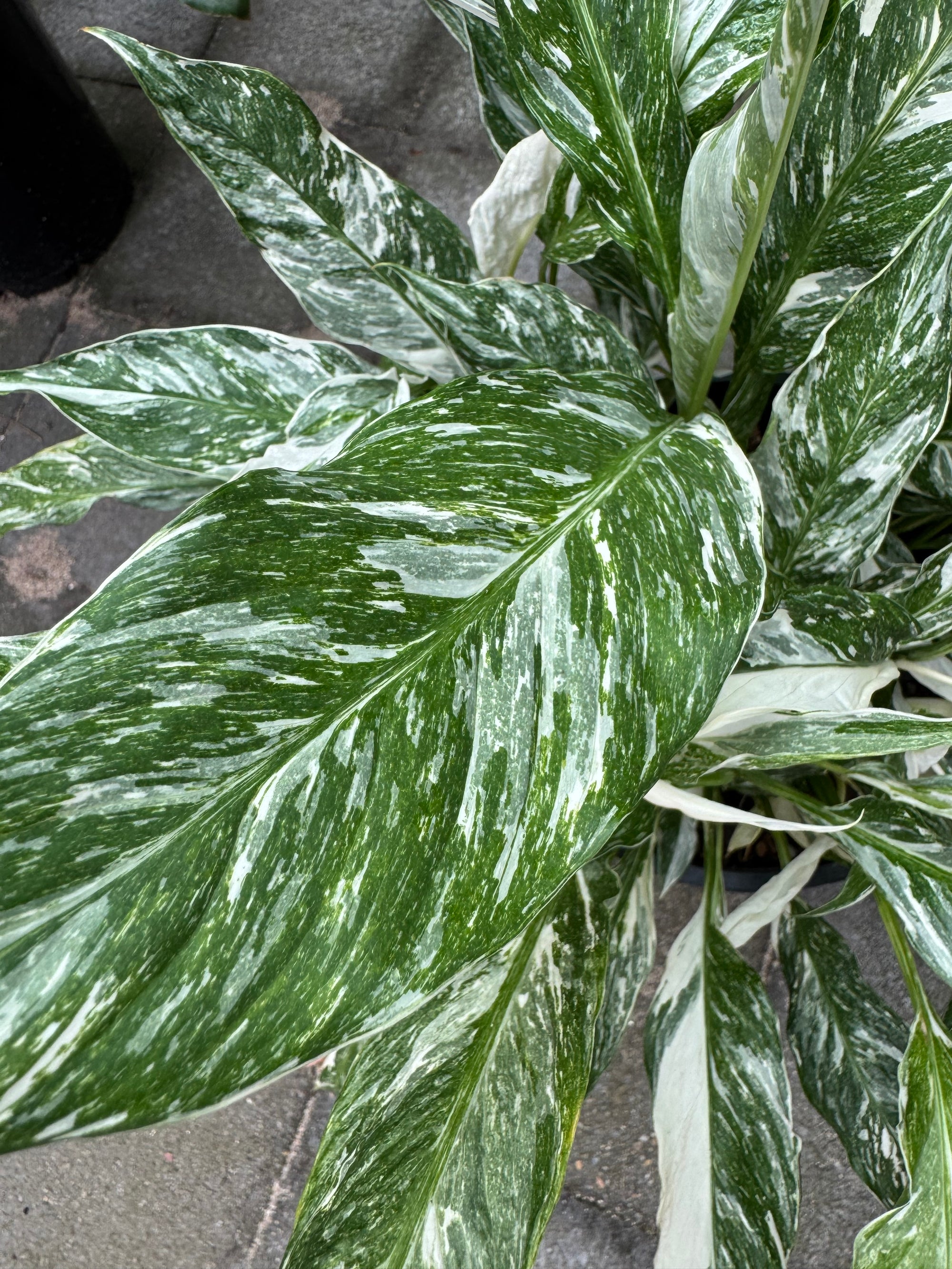 Peace Lilly 'Domino'