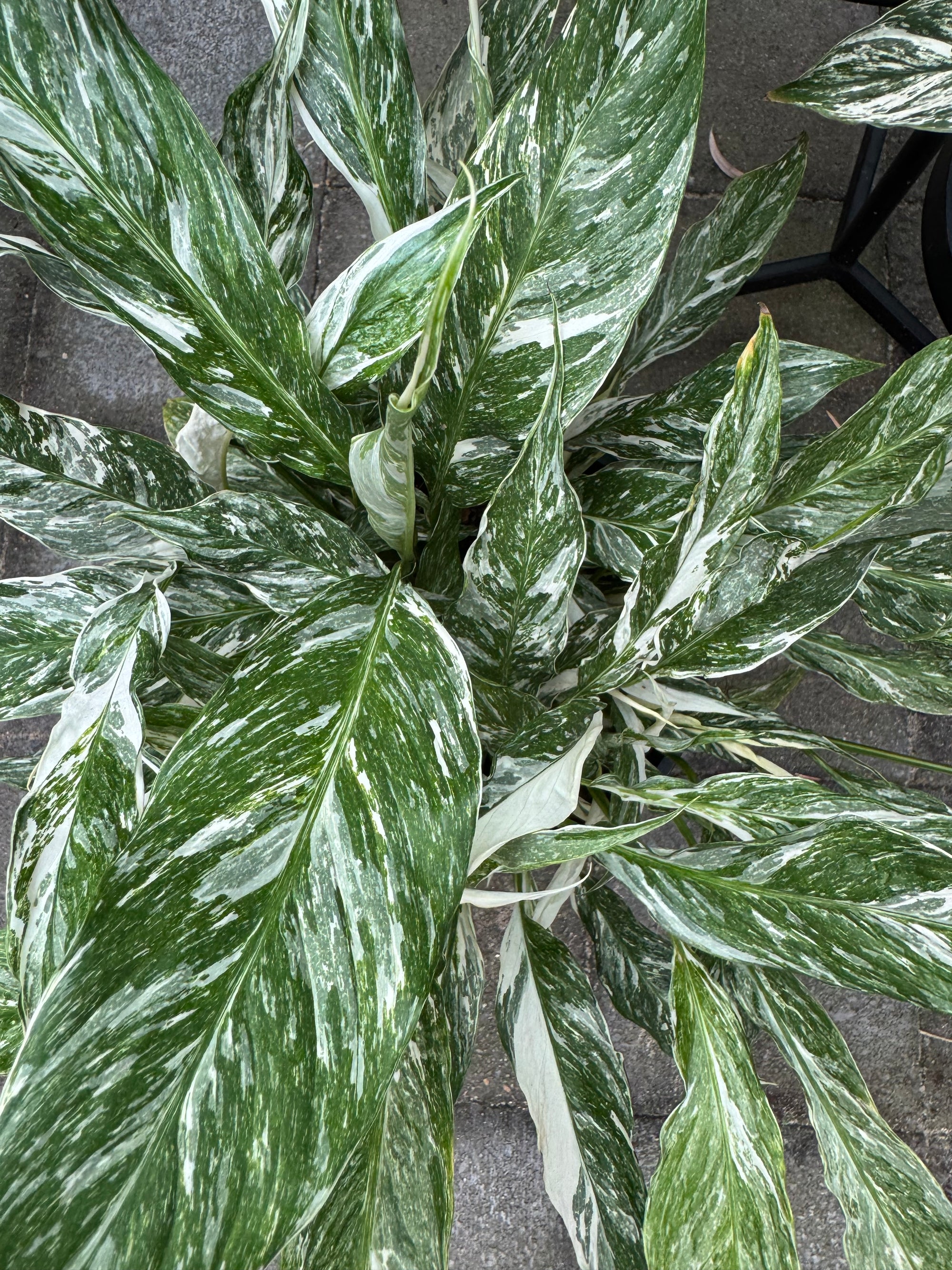 Peace Lilly 'Domino'