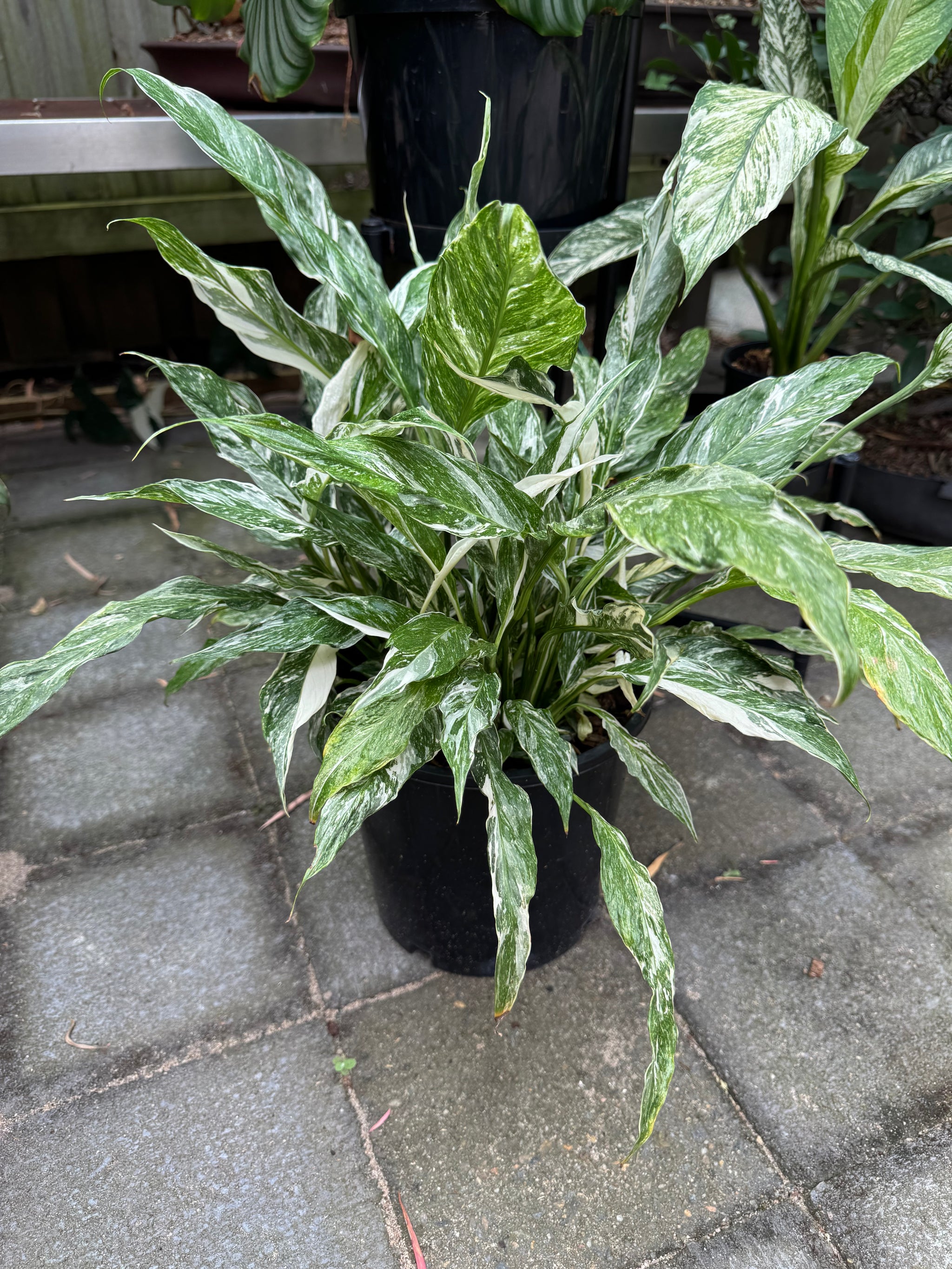 Peace Lilly 'Domino'