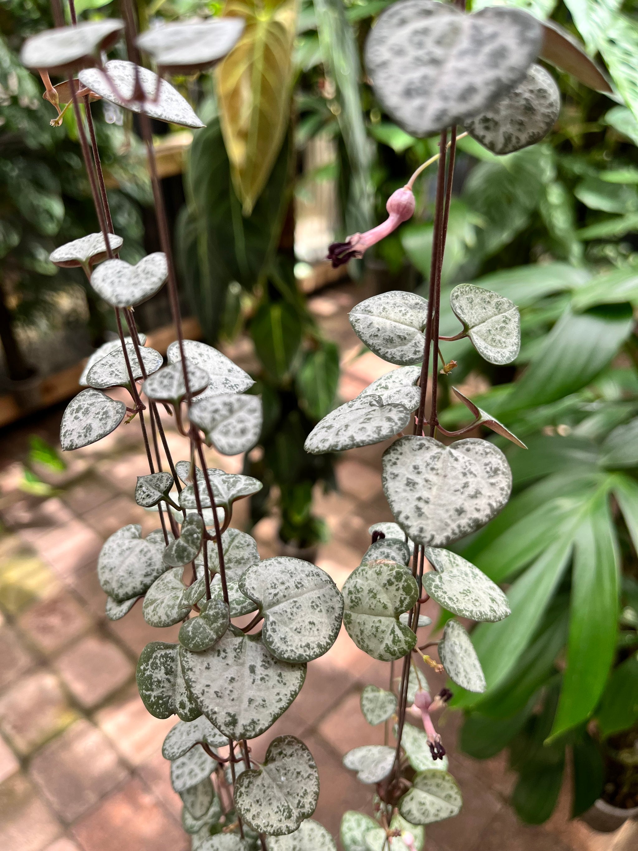 Stunning large hanging basket with String of Hearts