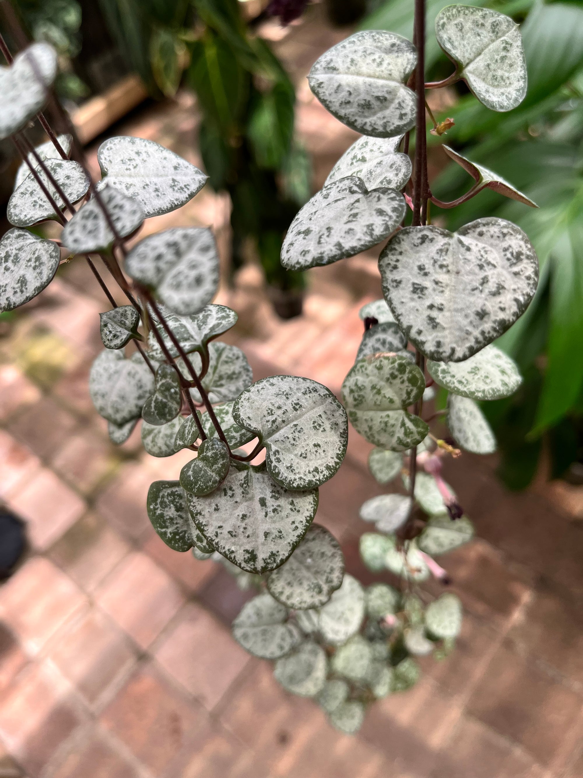 Stunning large hanging basket with String of Hearts