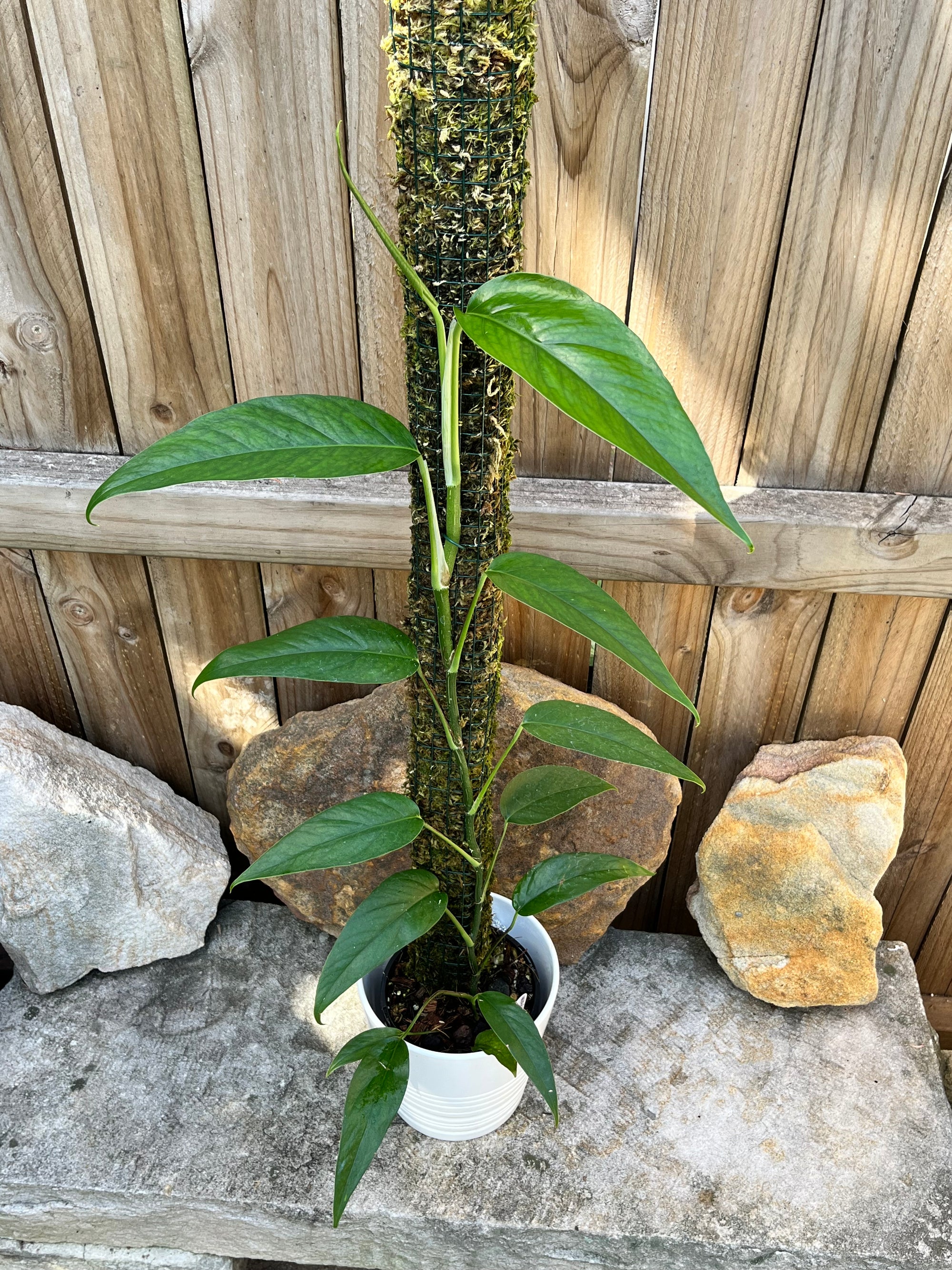 Epipremnum pinnatum 'Asian Form'