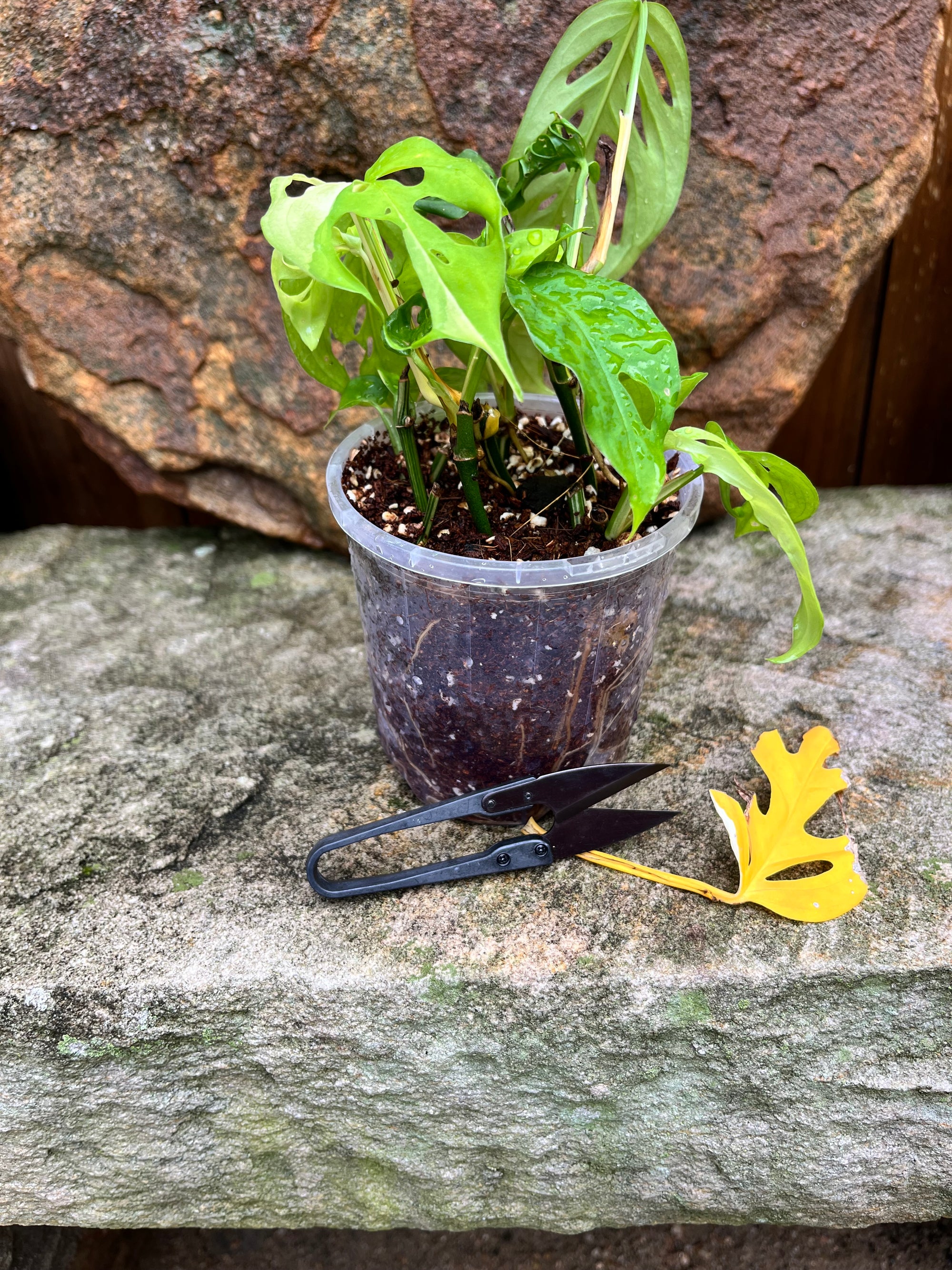 Mini Trim Scissors with carbon steel blades for efficient work with all your plants.