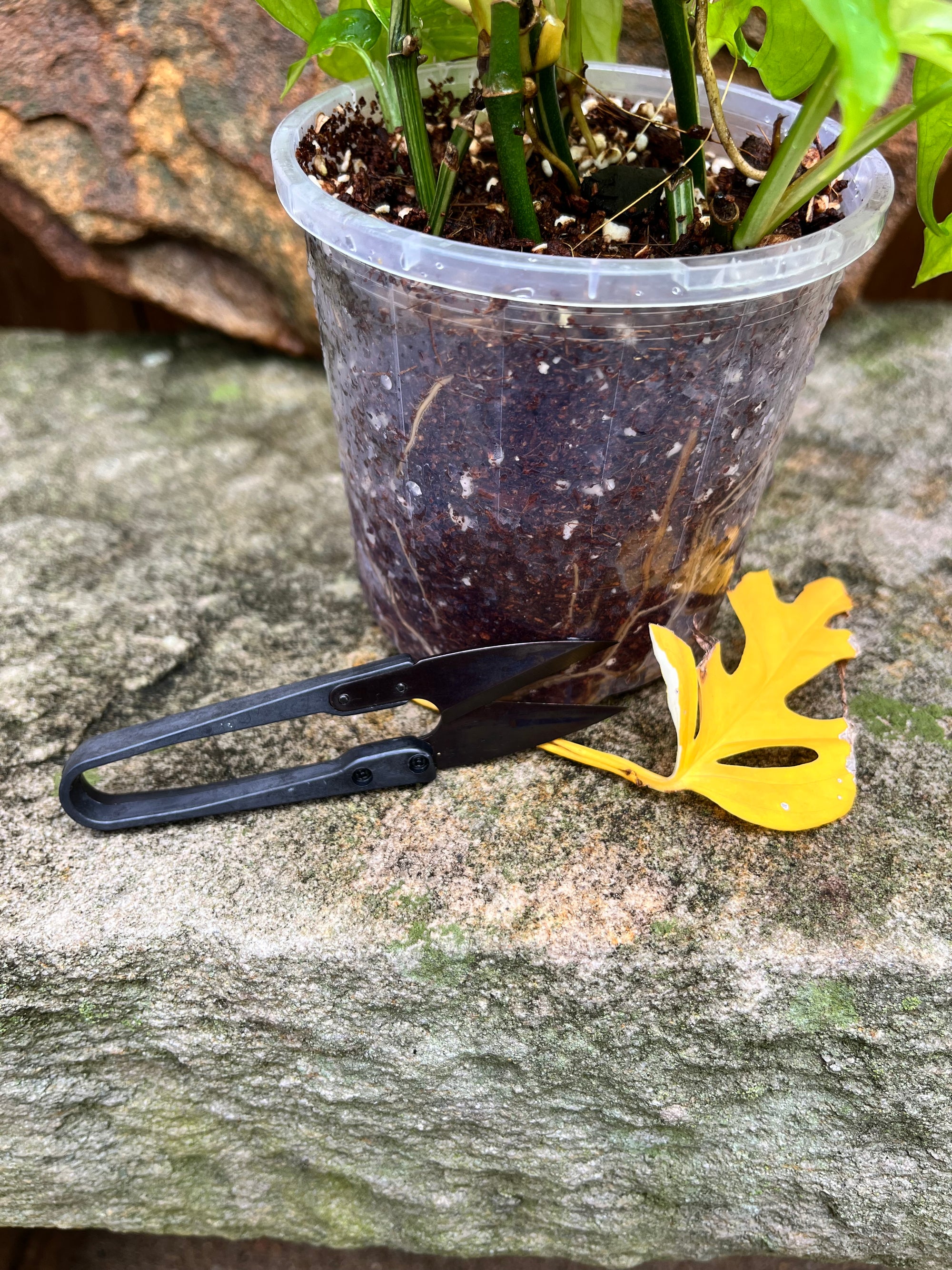 Mini Trim Scissors with carbon steel blades for efficient work with all your plants.