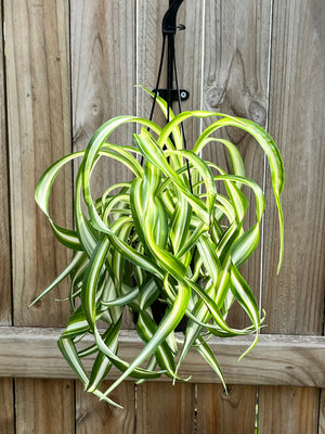 Curly Spider Plant - Chlorophytum comosum 'Bonnie'
