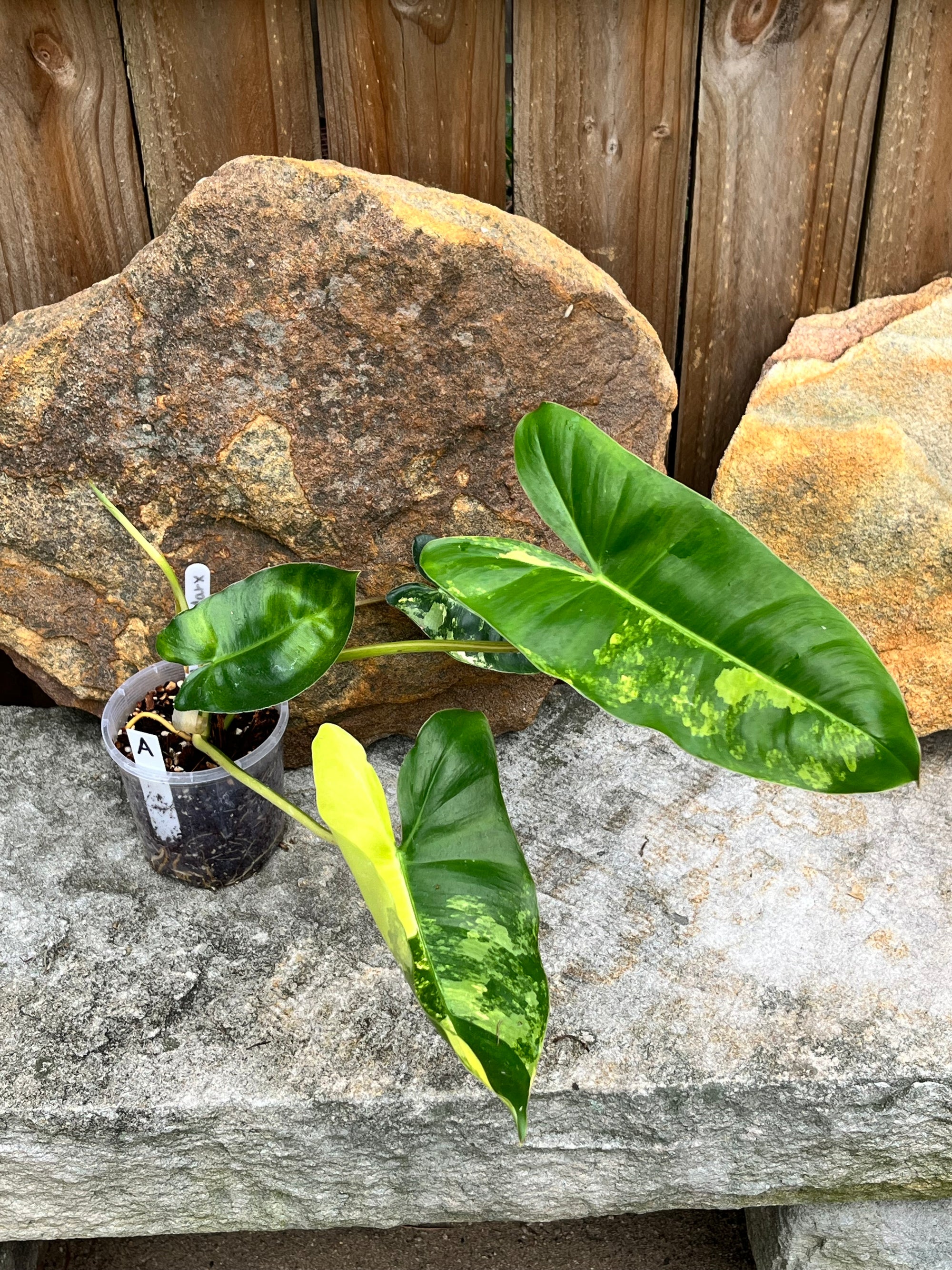 Philodendron 'Burle Marx' variegated