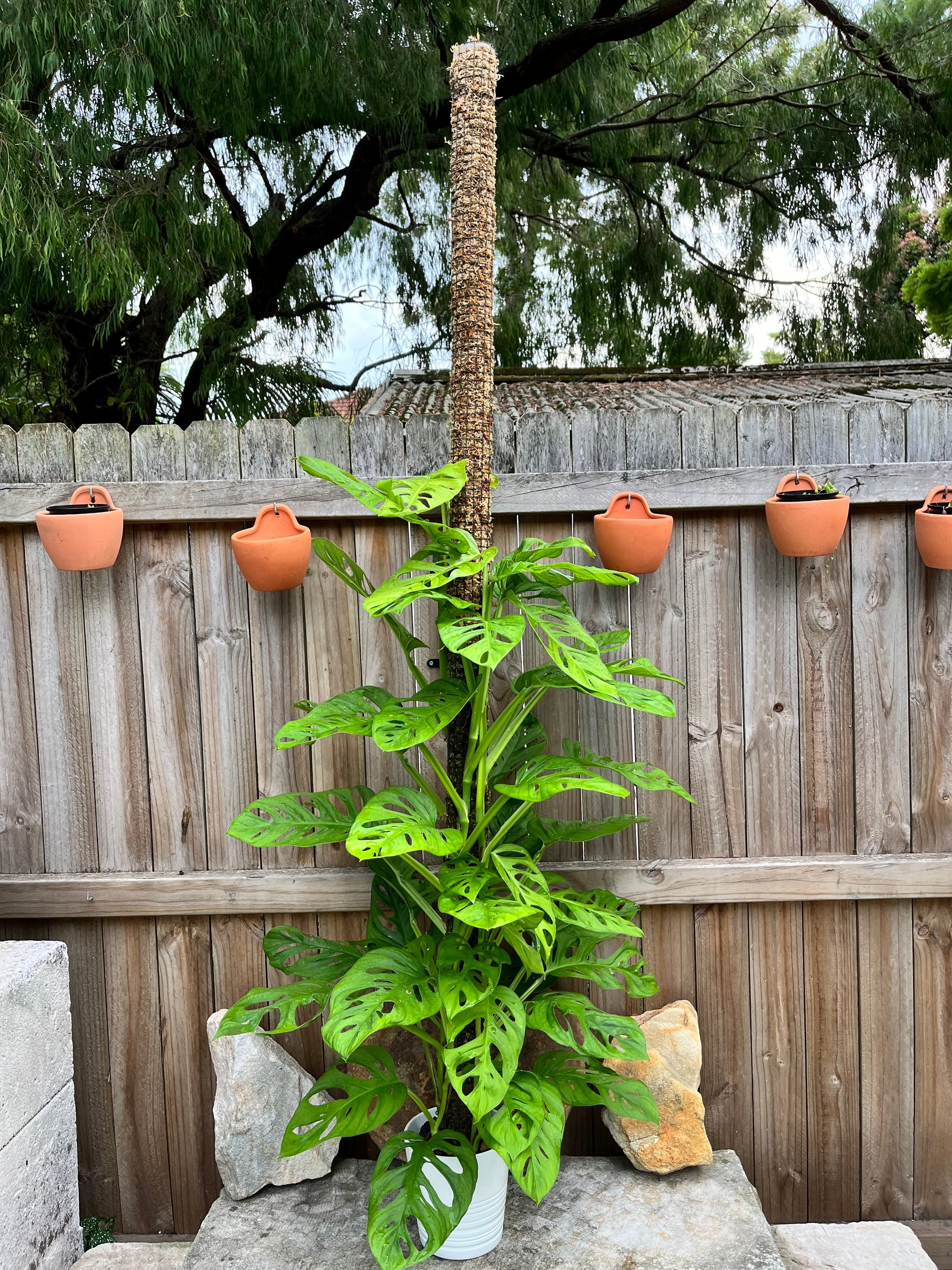 Moss pole extension for large aroid plant.