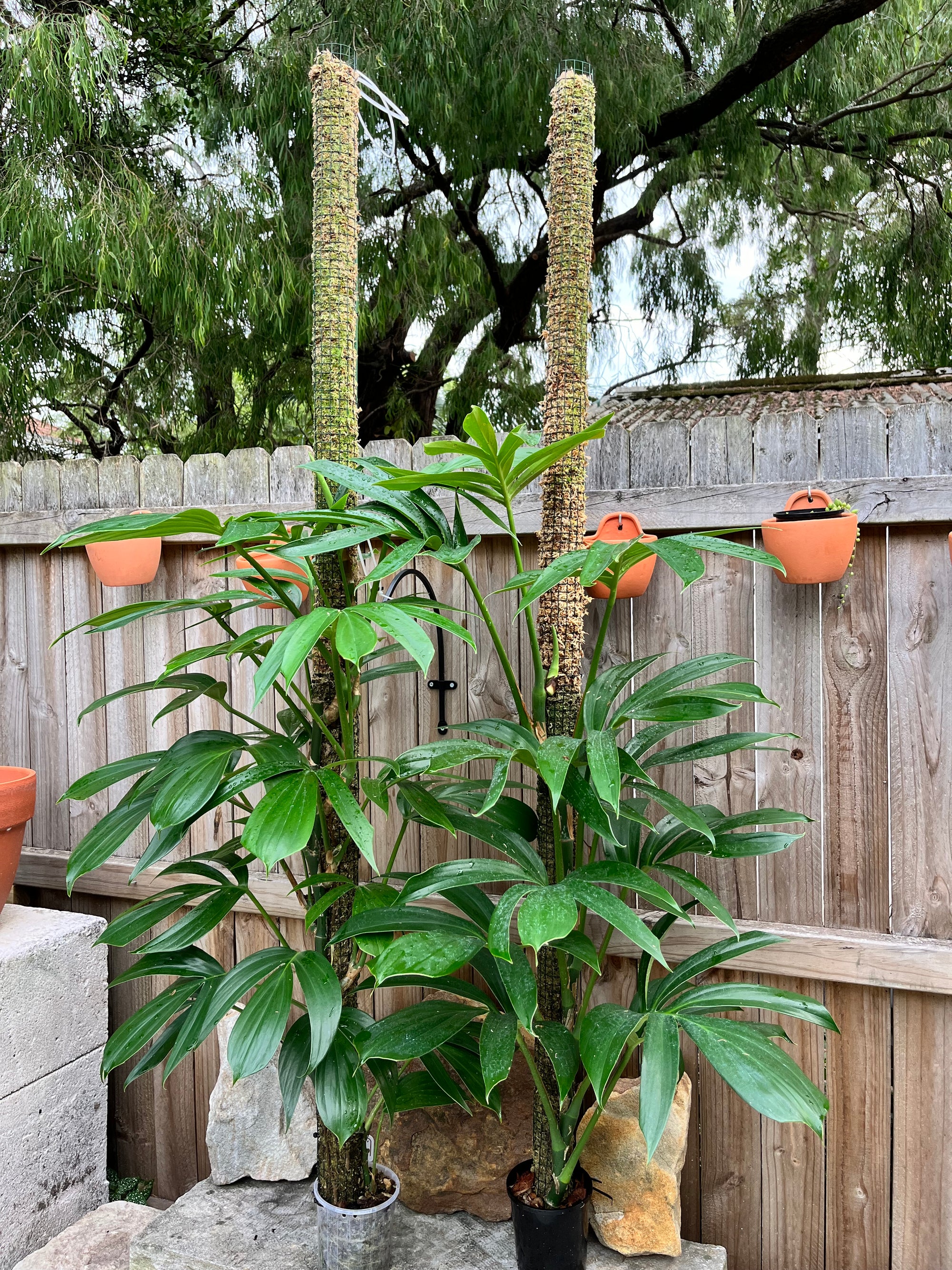 Chop and extend a 180cm grown plant to two new moss poles.