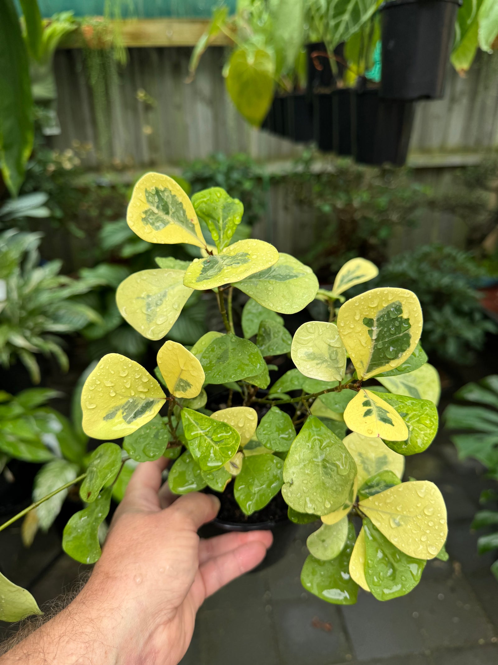Ficus triangularis aurea