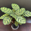 Calathea makoyana