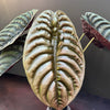 Alocasia cuprea