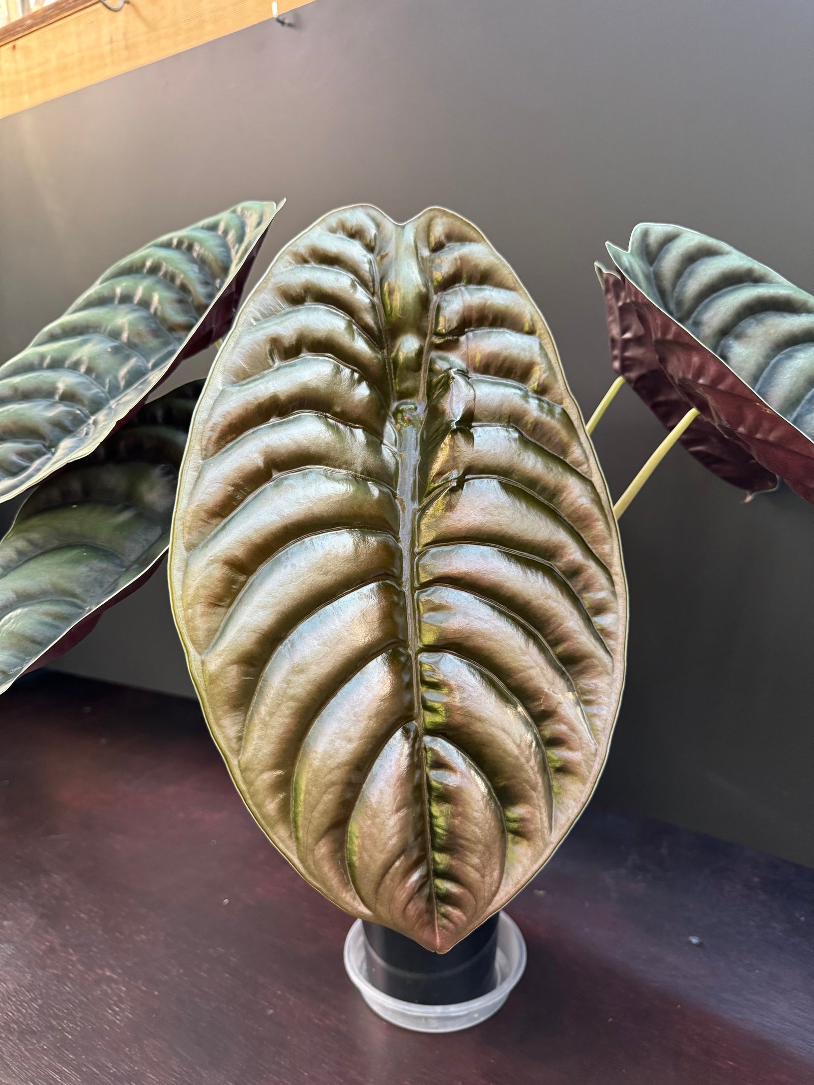 Alocasia cuprea