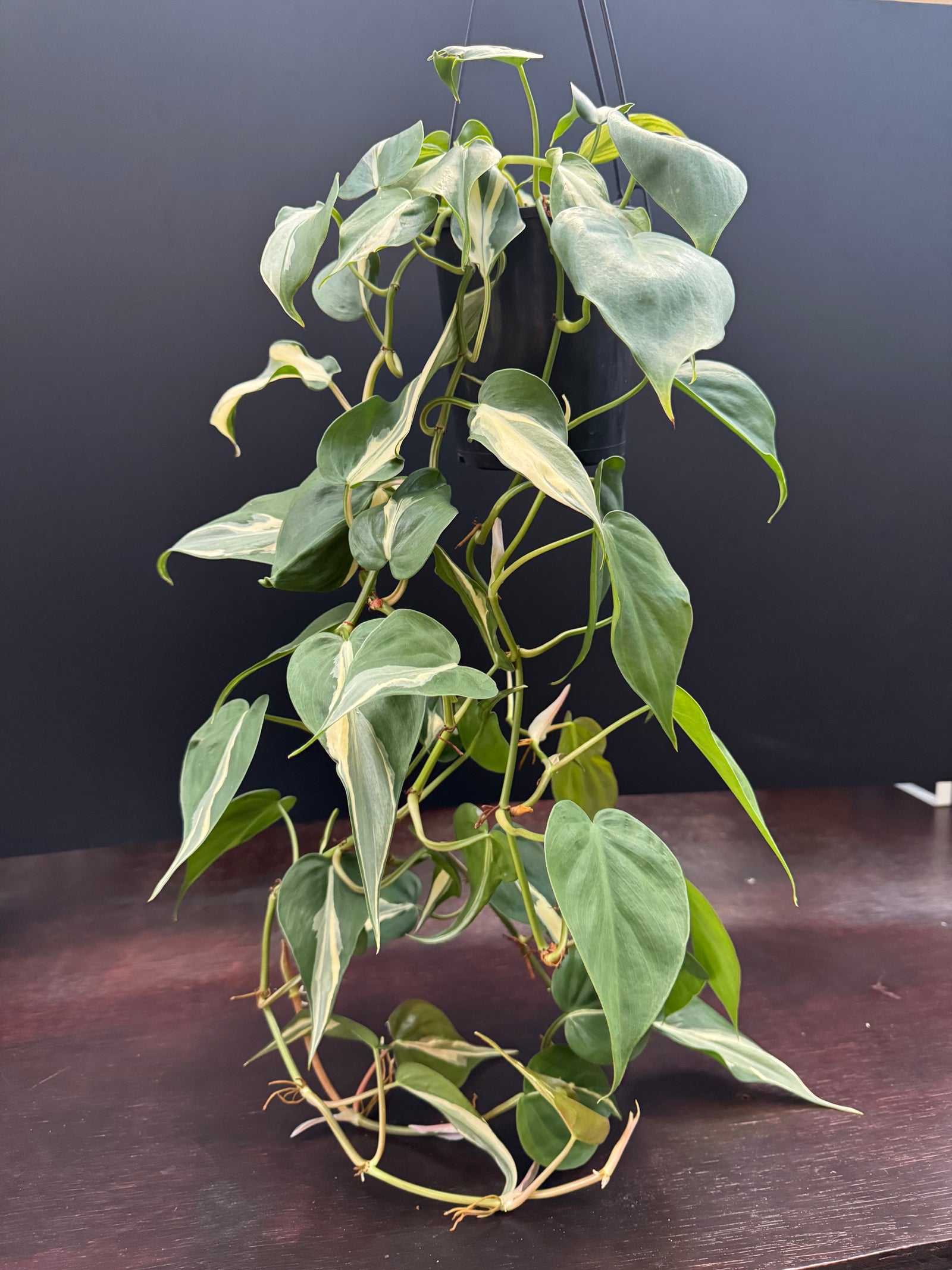 Philodendron 'Rio'