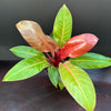 Philodendron 'Prince of Orange'