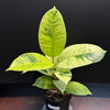 Ficus shivereana