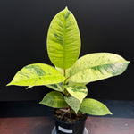 Ficus shivereana