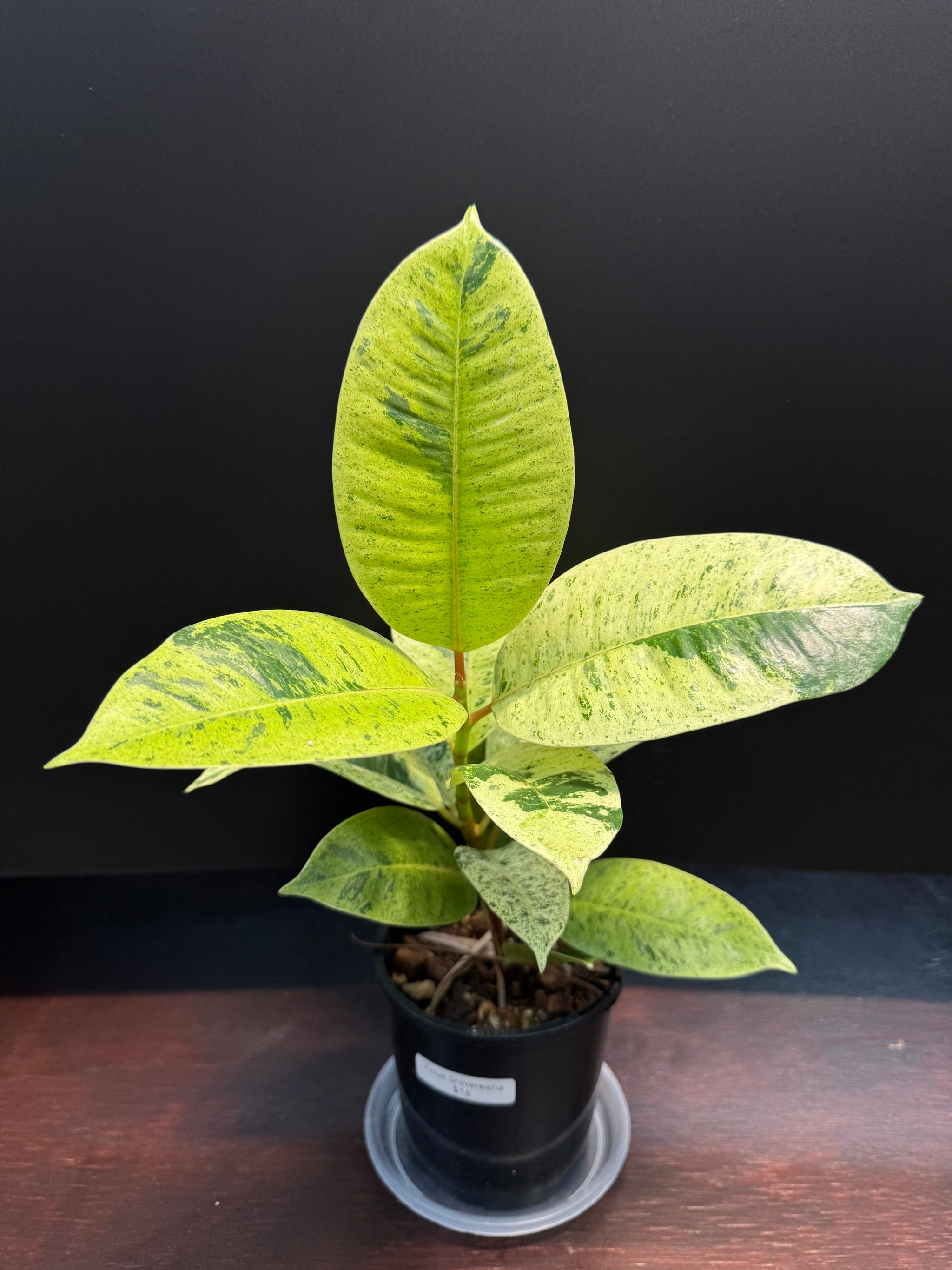 Ficus shivereana