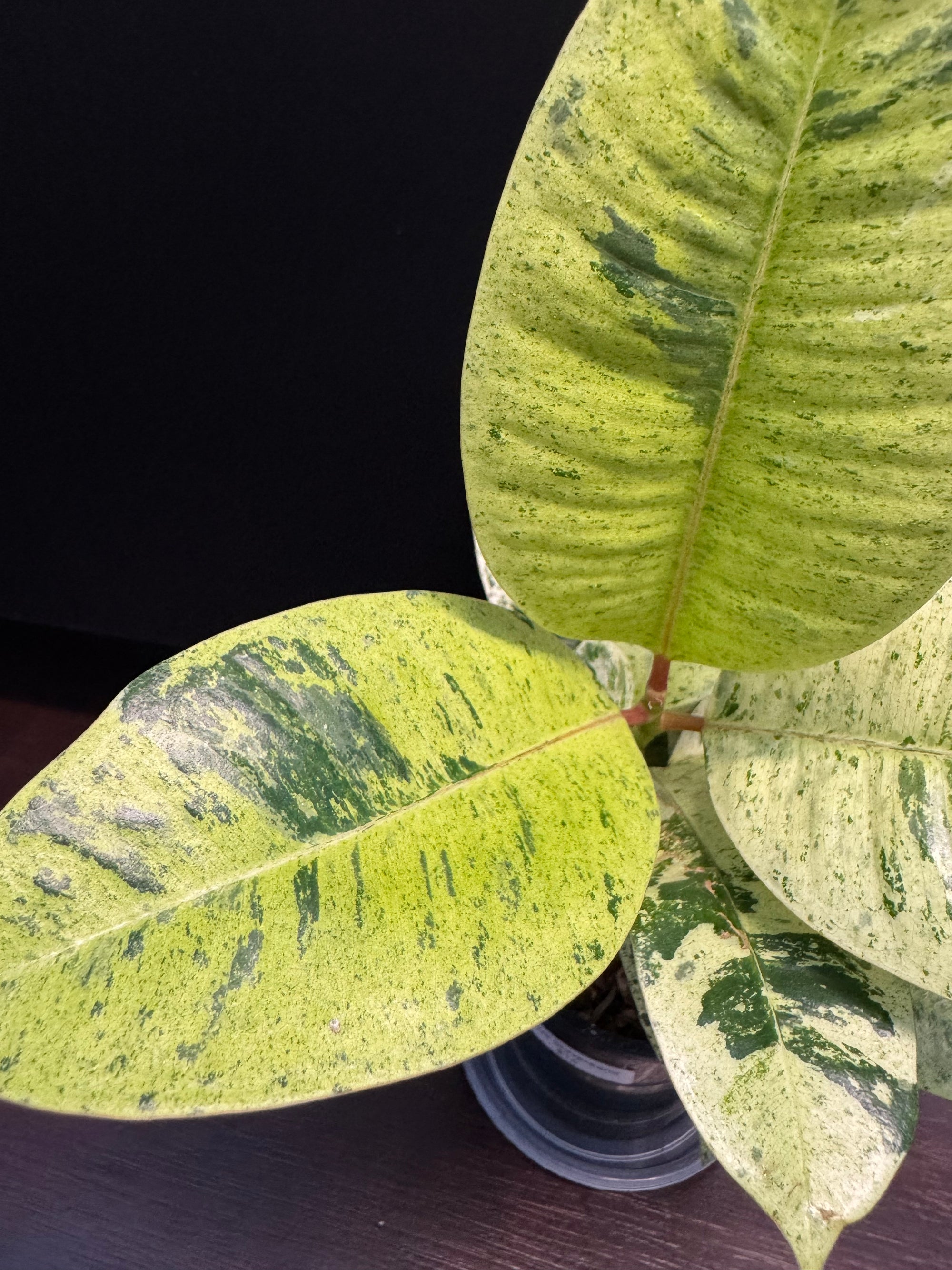 Ficus shivereana