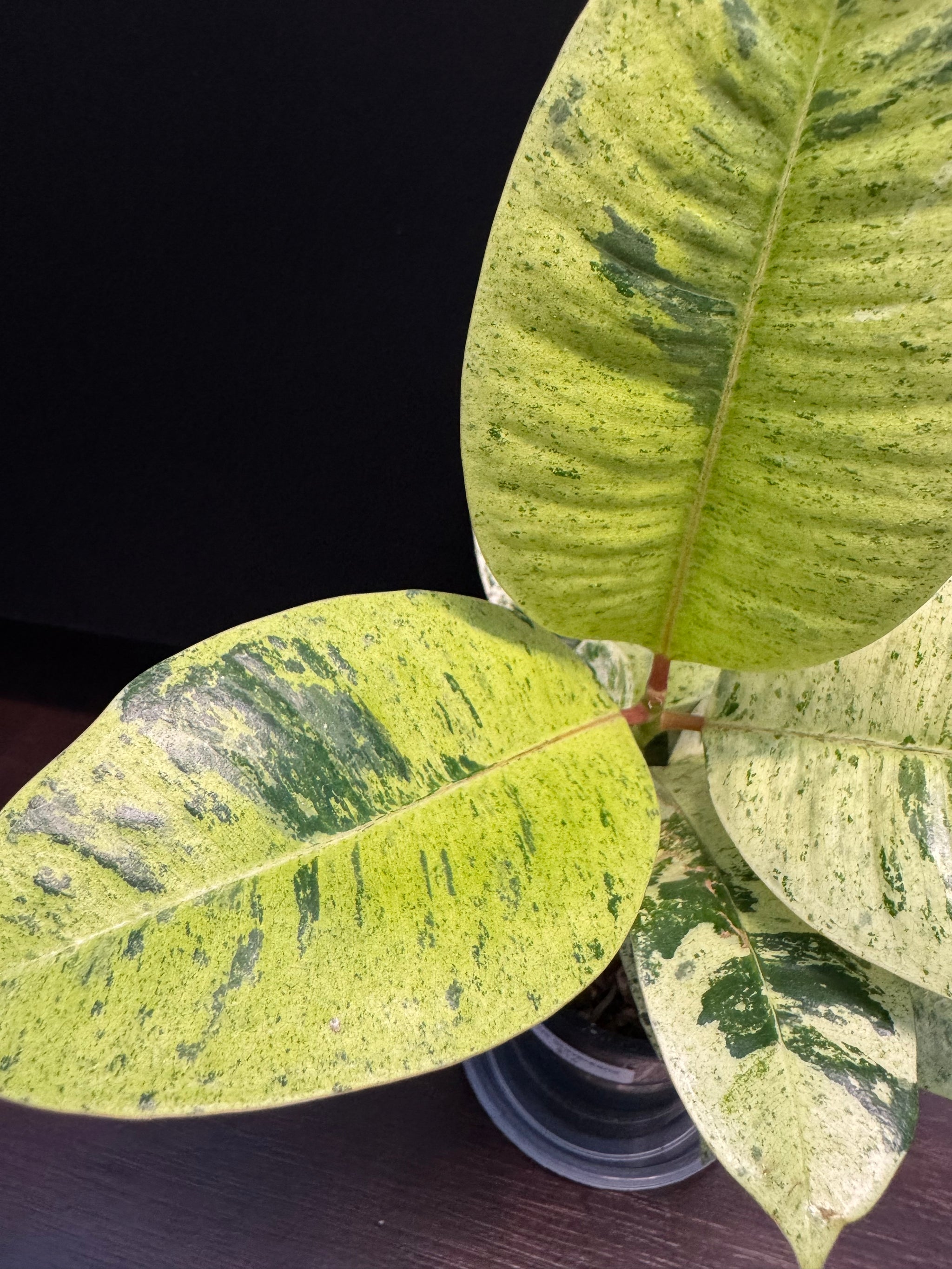 Ficus shivereana