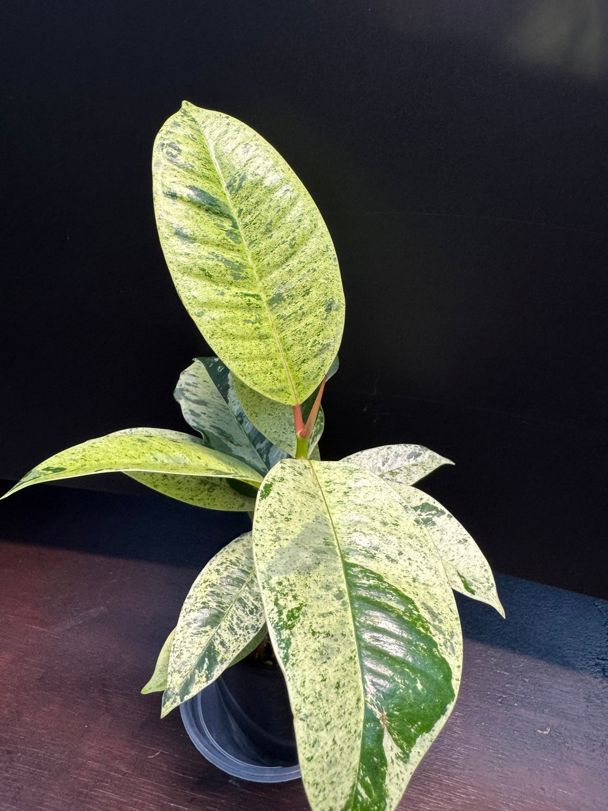 Ficus shivereana