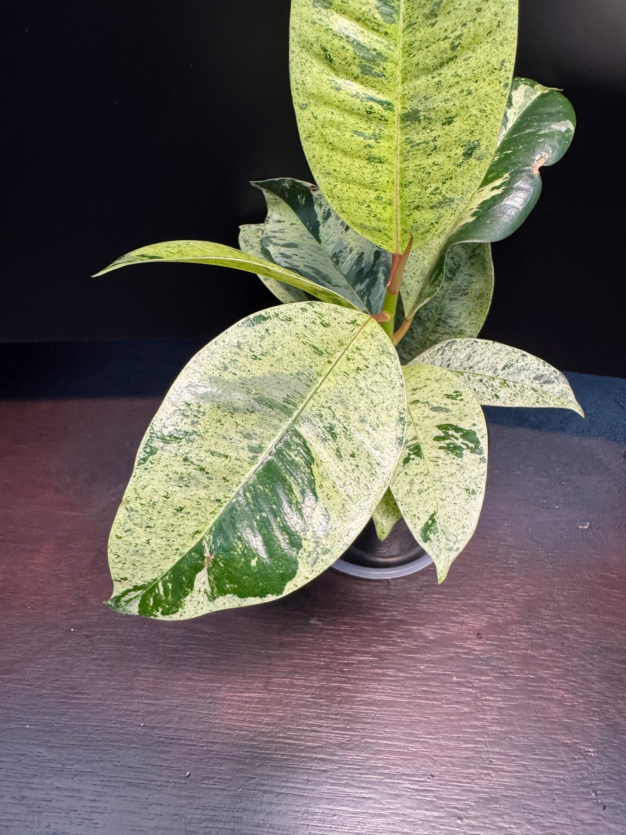 Ficus shivereana