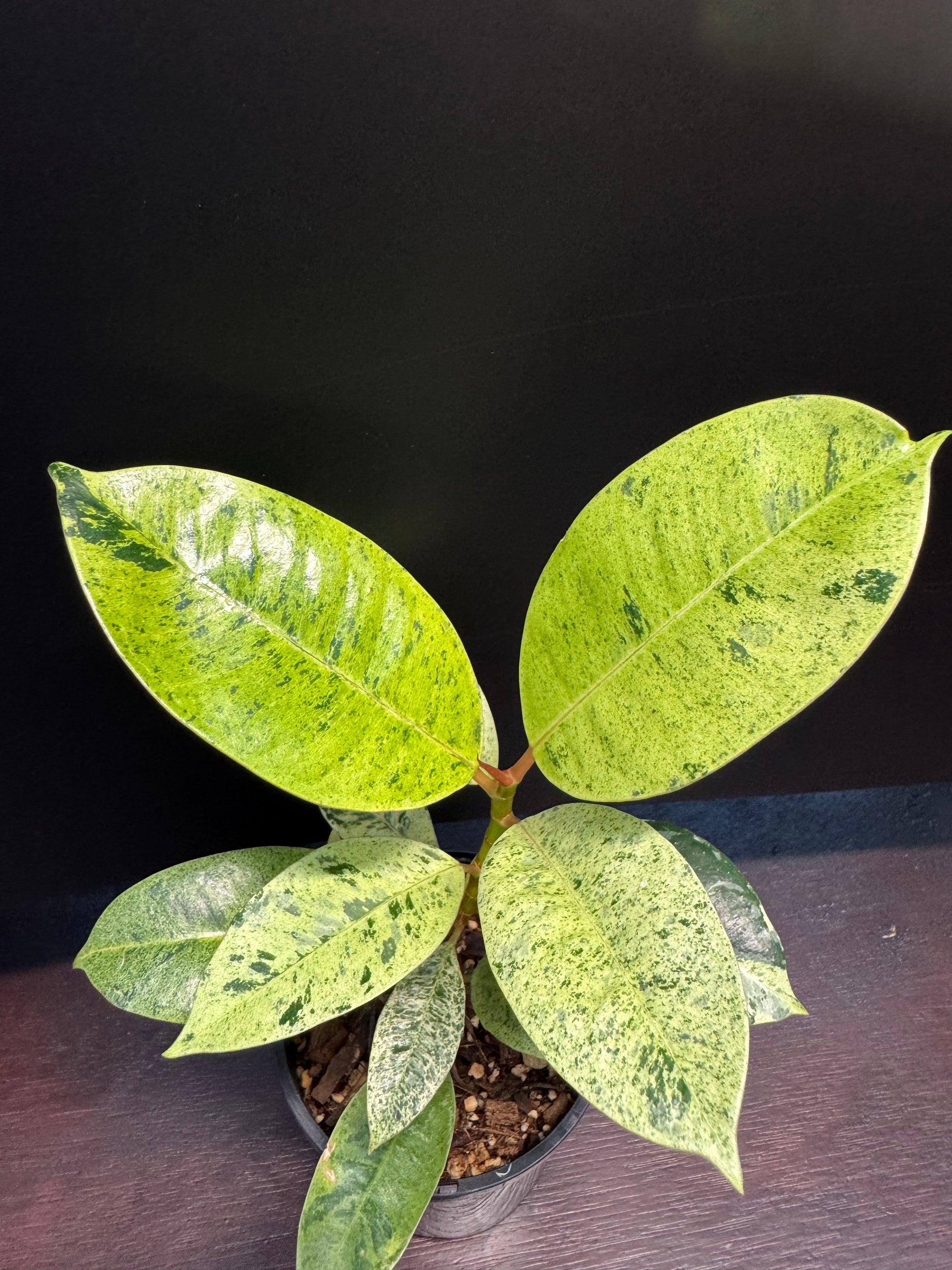 Ficus shivereana