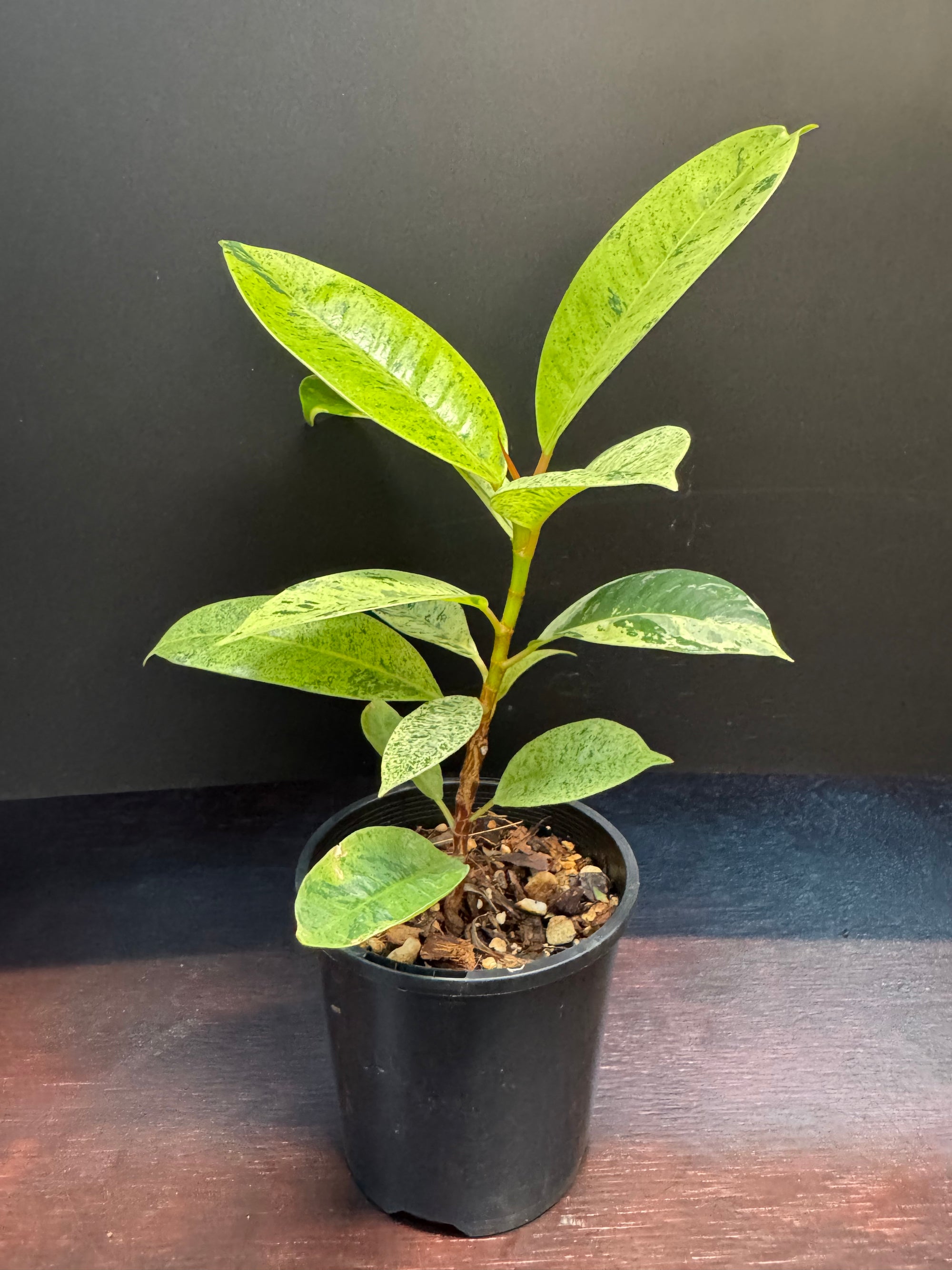 Ficus shivereana