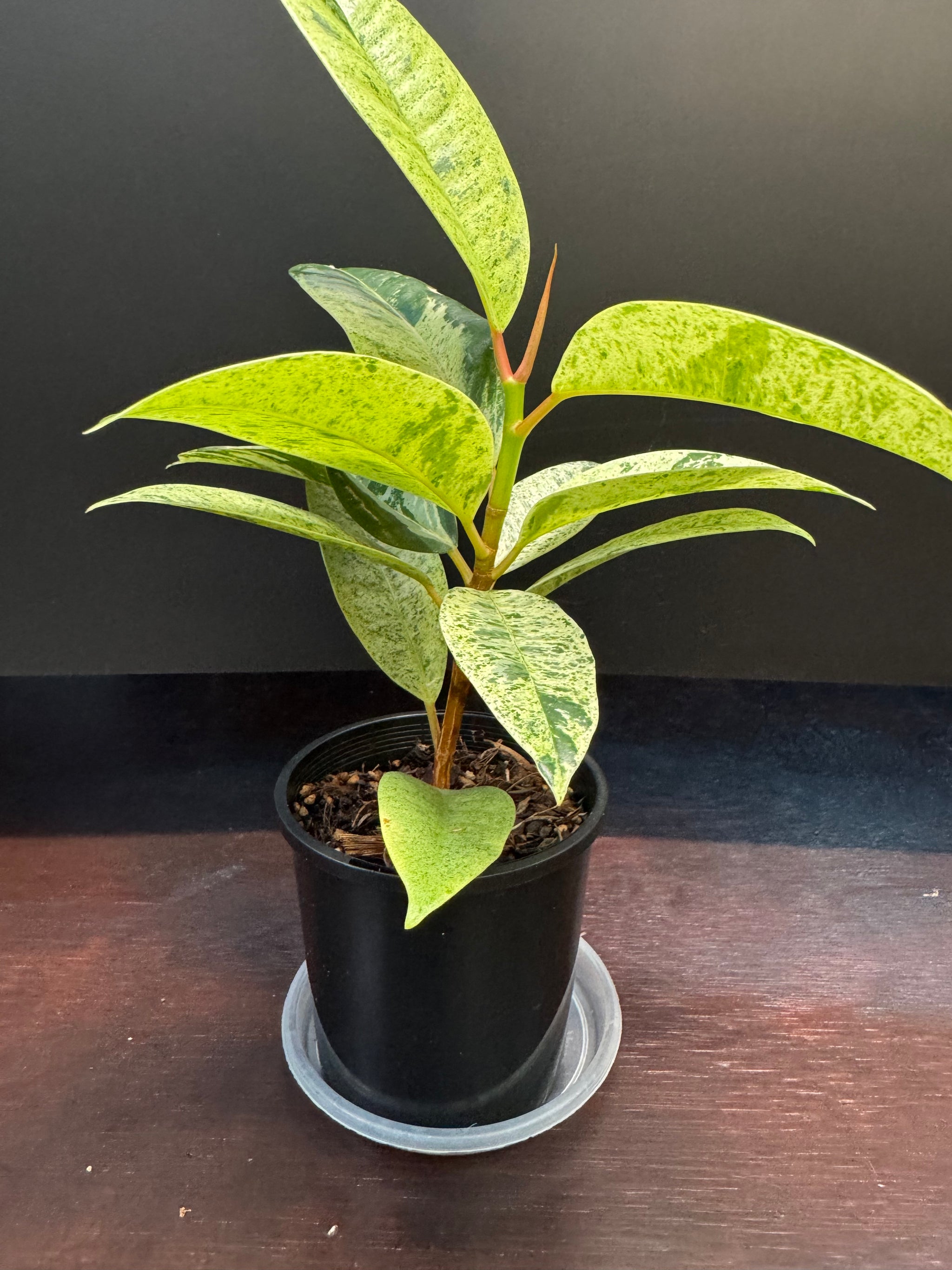 Ficus shivereana
